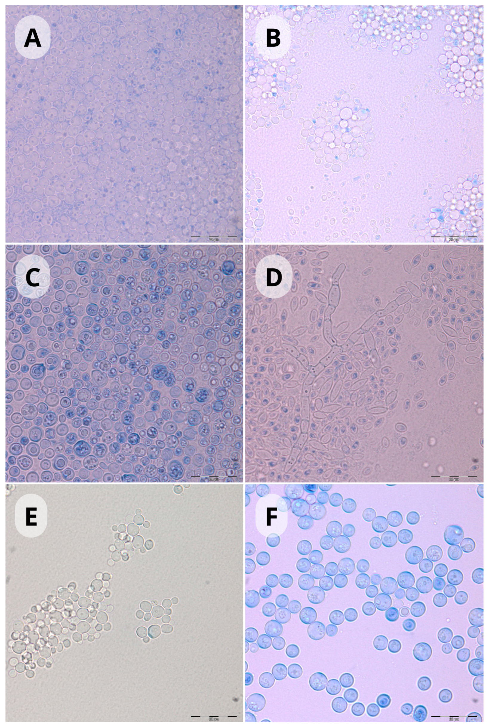 Pathogens 14 00744 g003 Pathogens 14 00744 g003