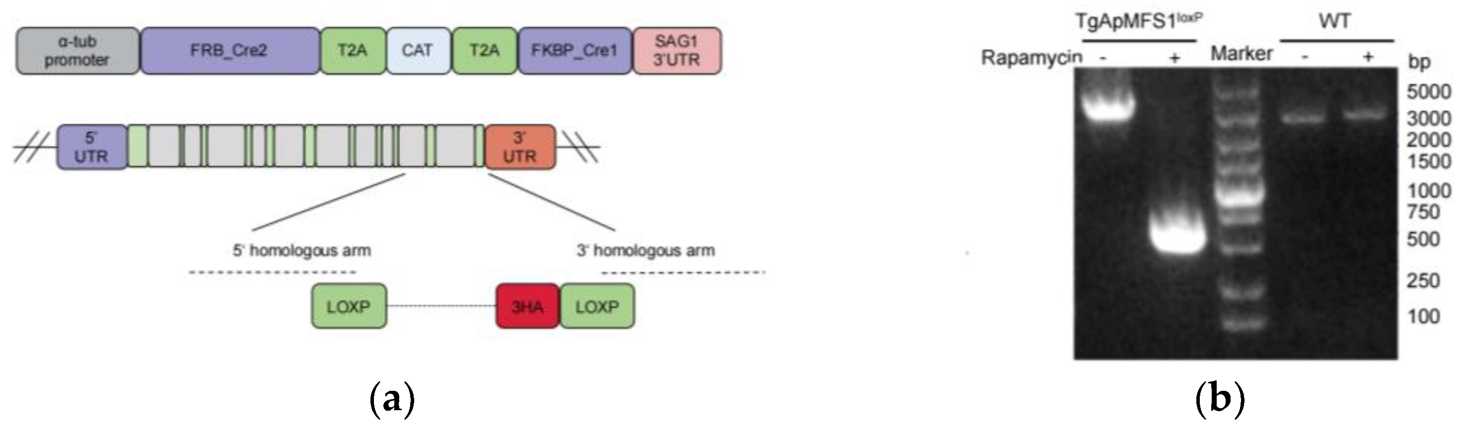 Pathogens 14 00763 g001a