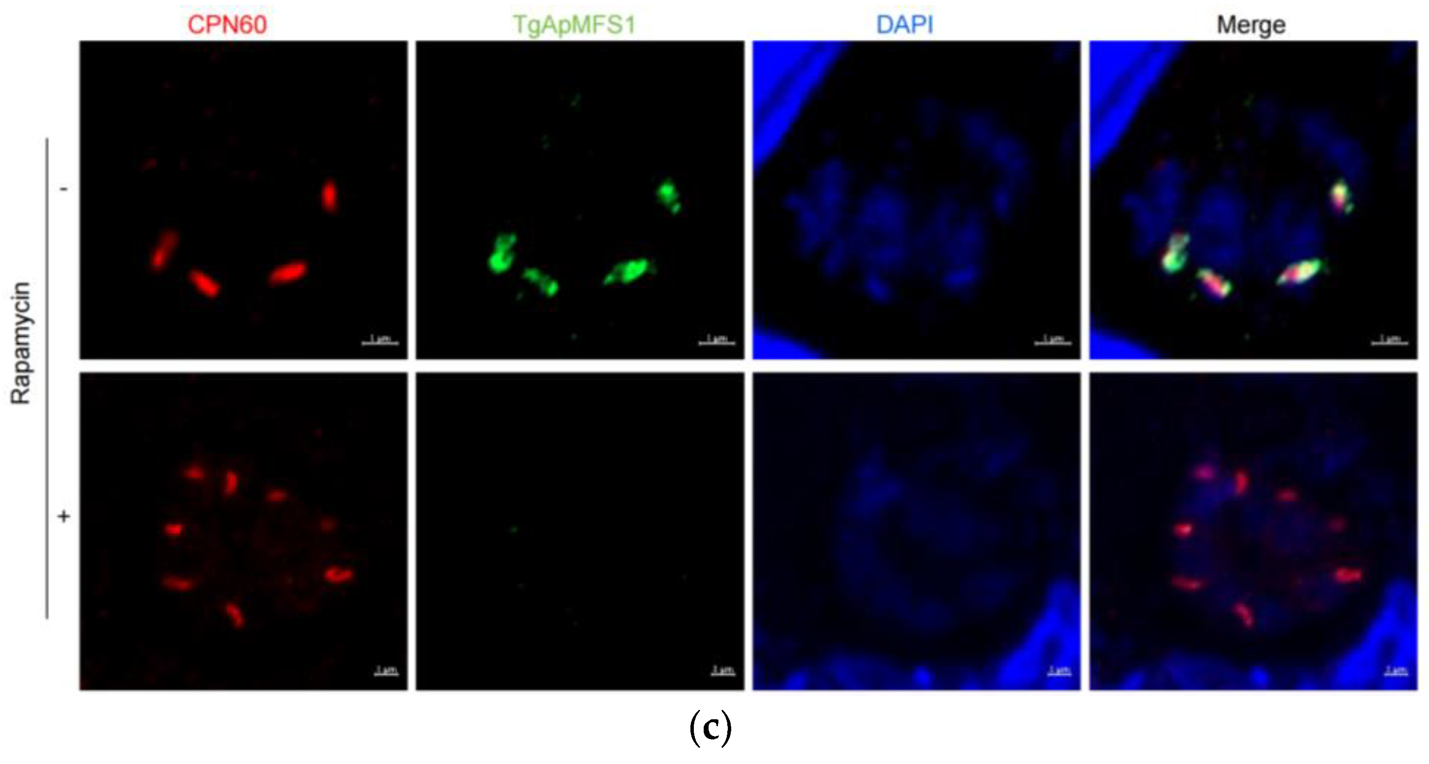 Pathogens 14 00763 g001b