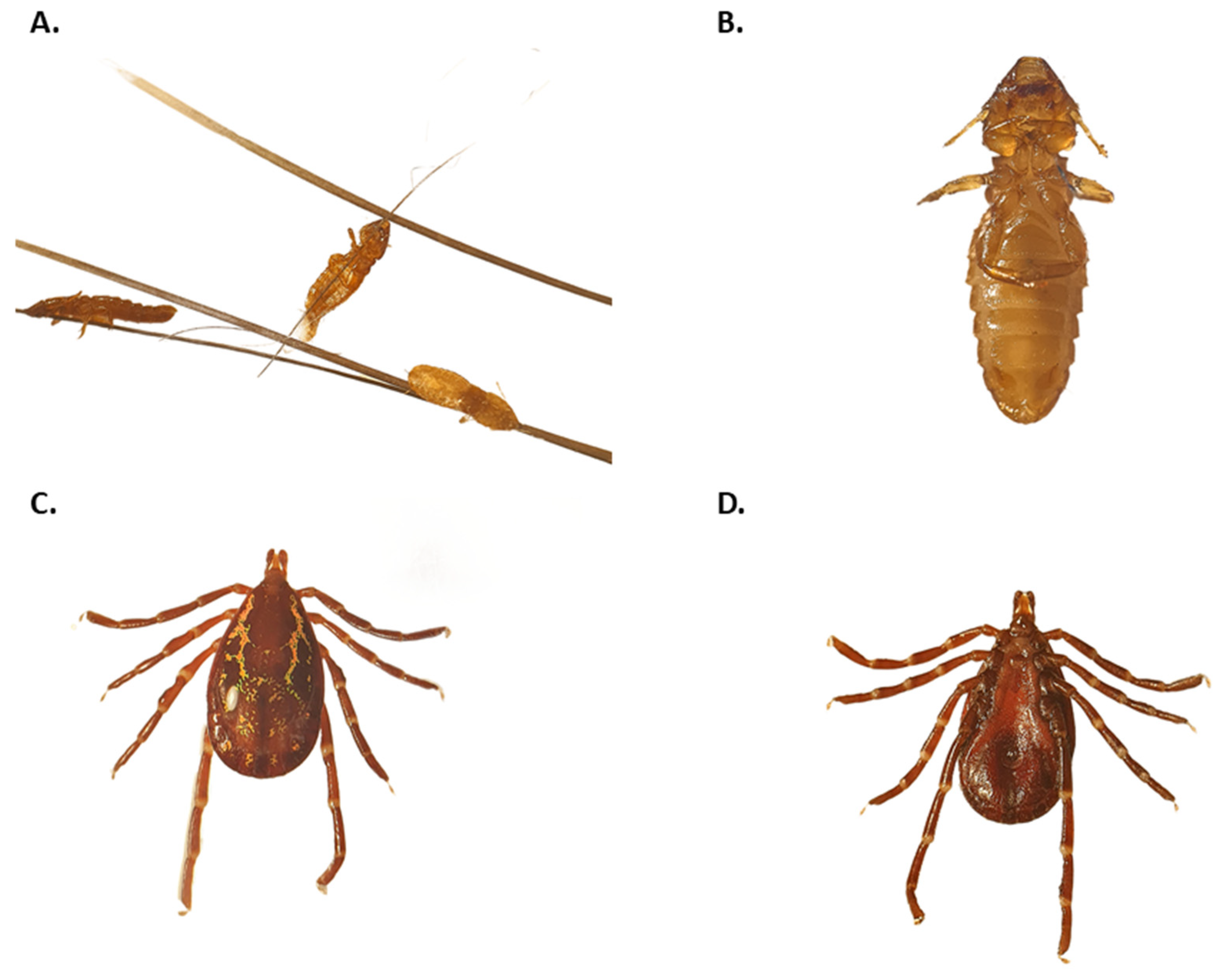 Pathogens 14 00809 g001 Pathogens 14 00809 g001
