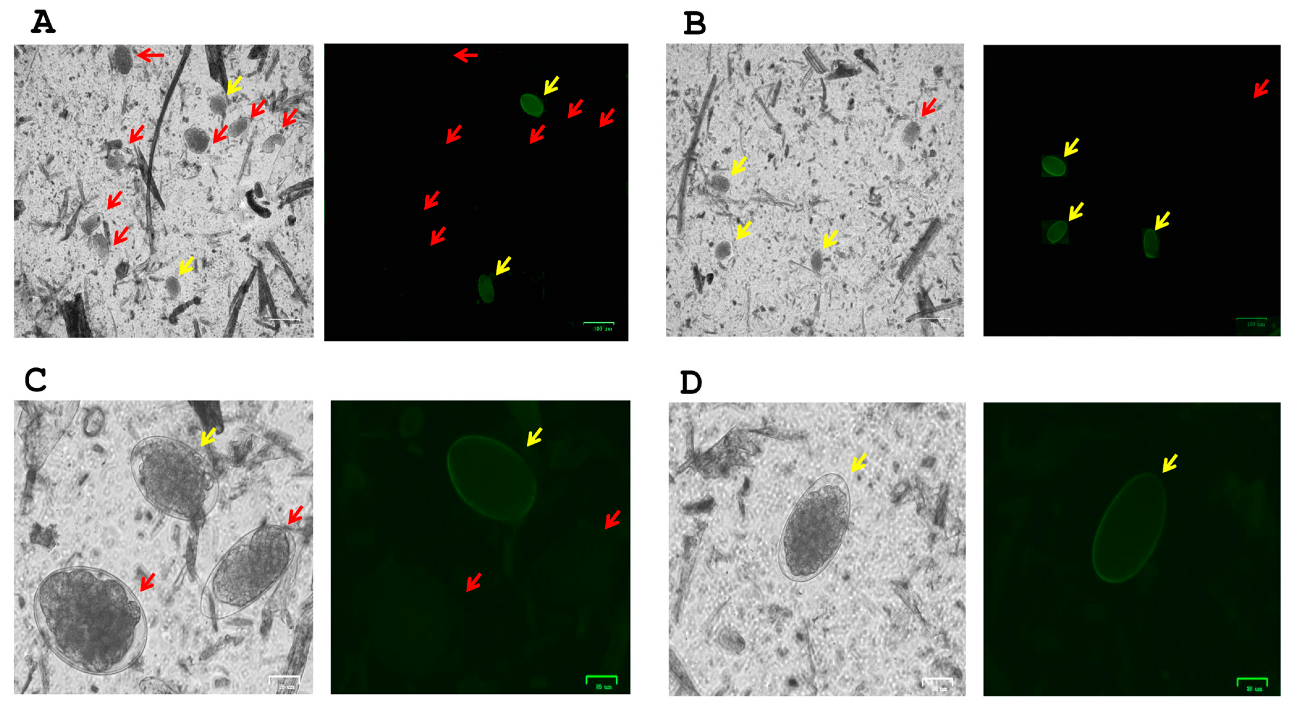 Pathogens 14 00984 g001 Pathogens 14 00984 g001