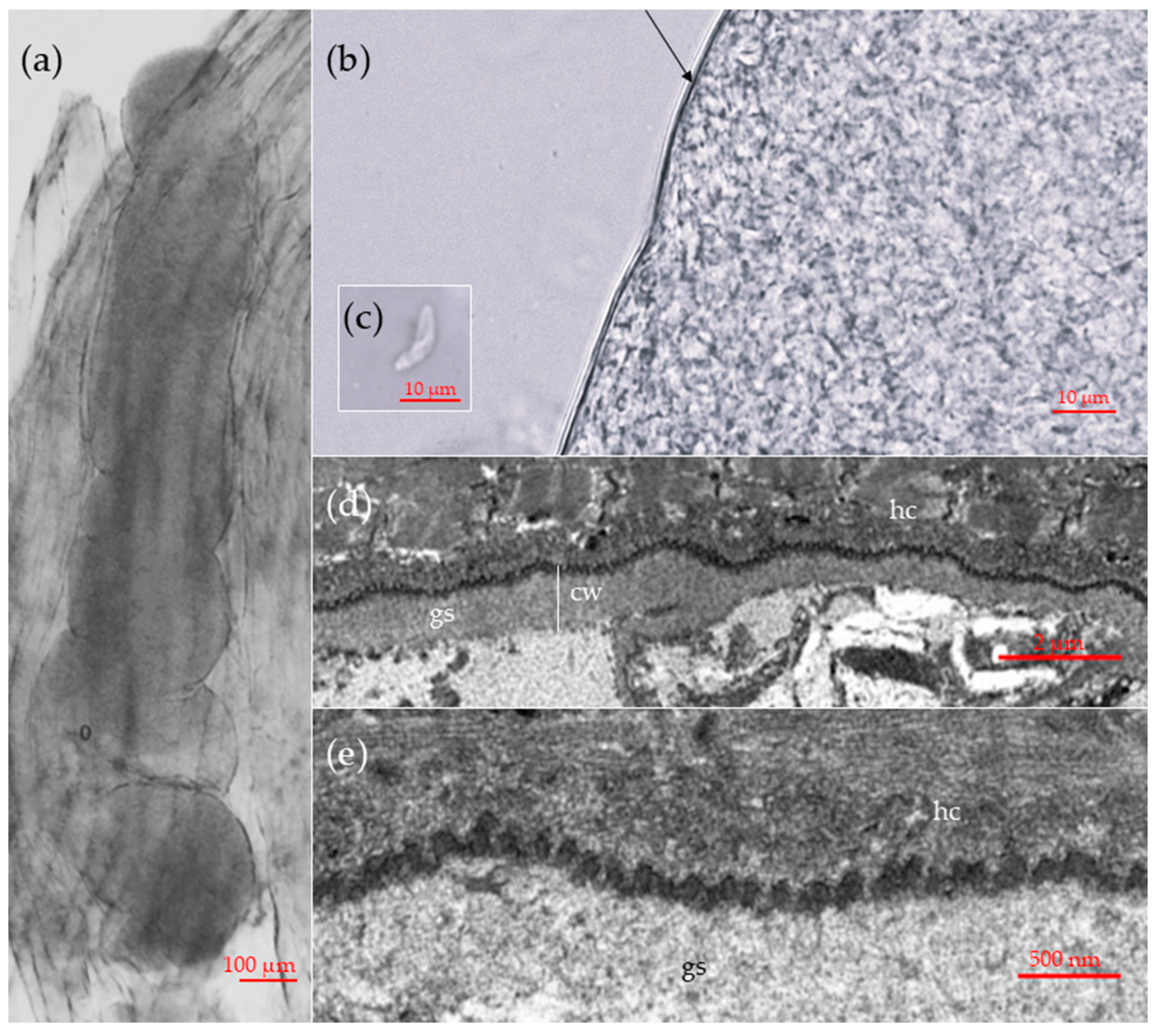 Pathogens 14 01086 g001 Pathogens 14 01086 g001