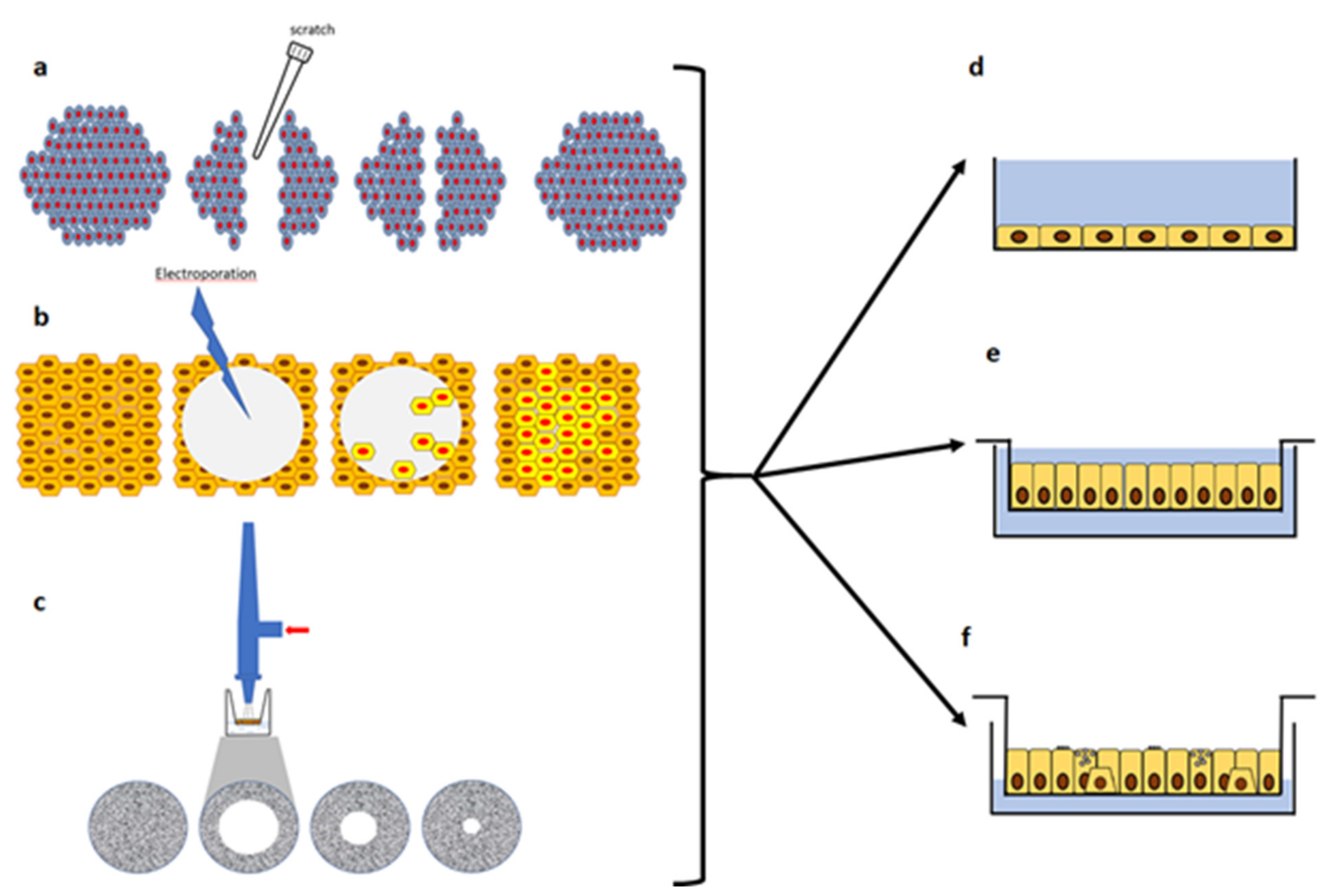 Pathophysiology 28 00011 g004 Pathophysiology 28 00011 g004