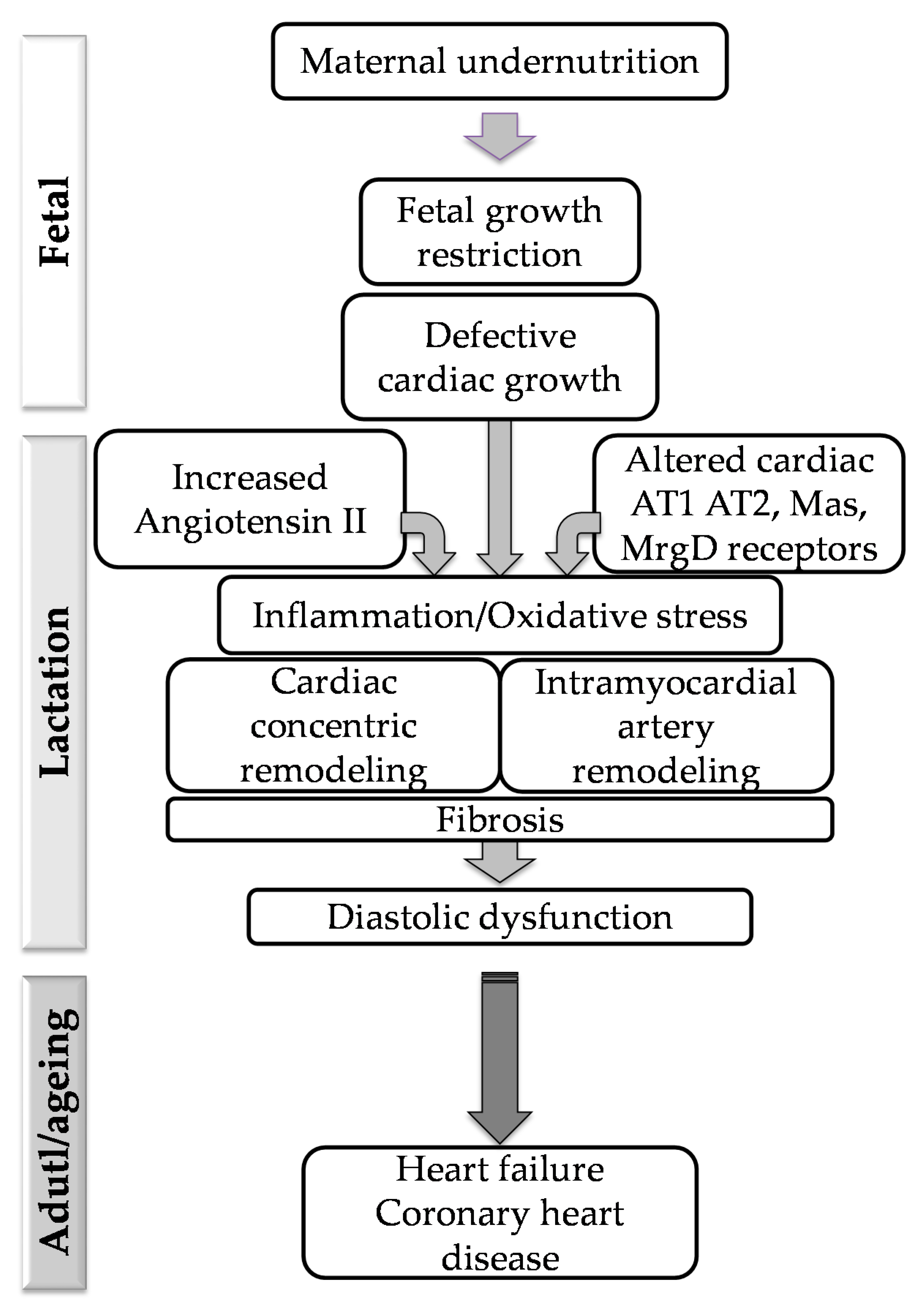 Pathophysiology 28 00018 g007