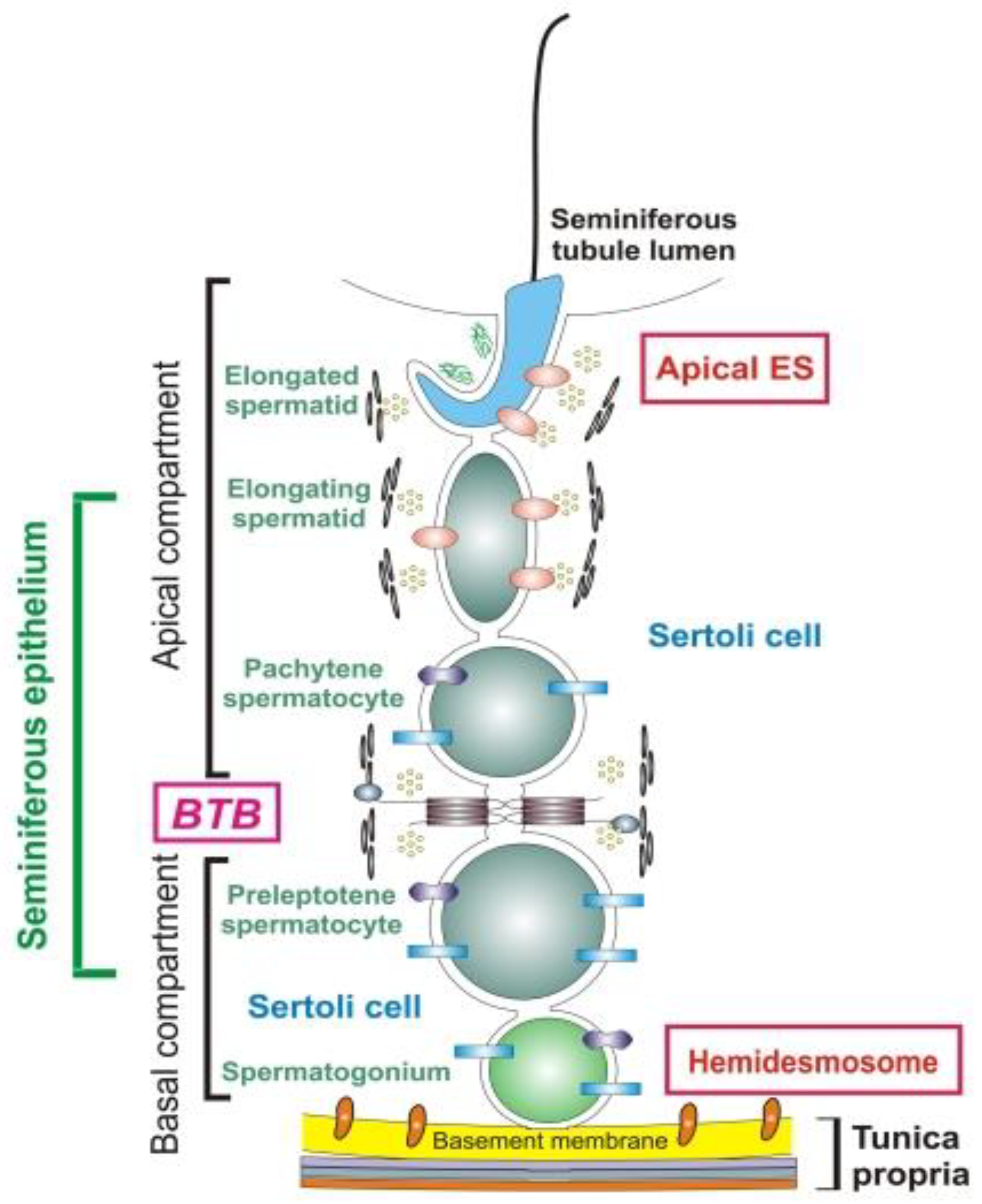 Pathophysiology | Free Full-Text | Pathogenesis of Autoimmune Male  Infertility: Juxtacrine, Paracrine, and Endocrine Dysregulation | HTML