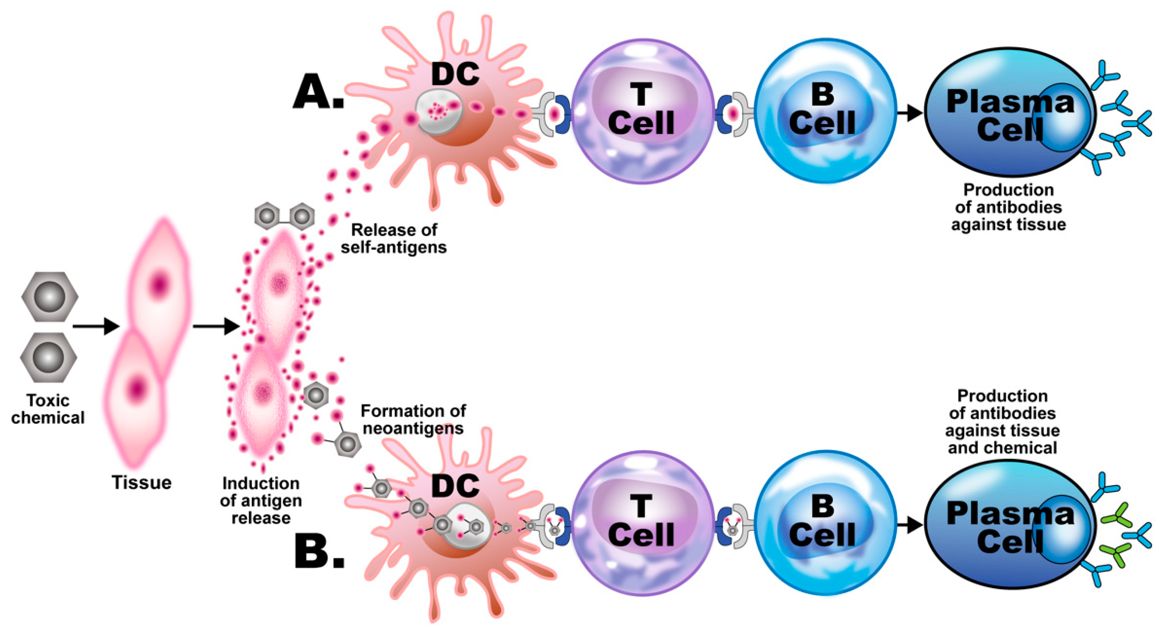 Pathophysiology 28 00034 g003 Pathophysiology 28 00034 g003