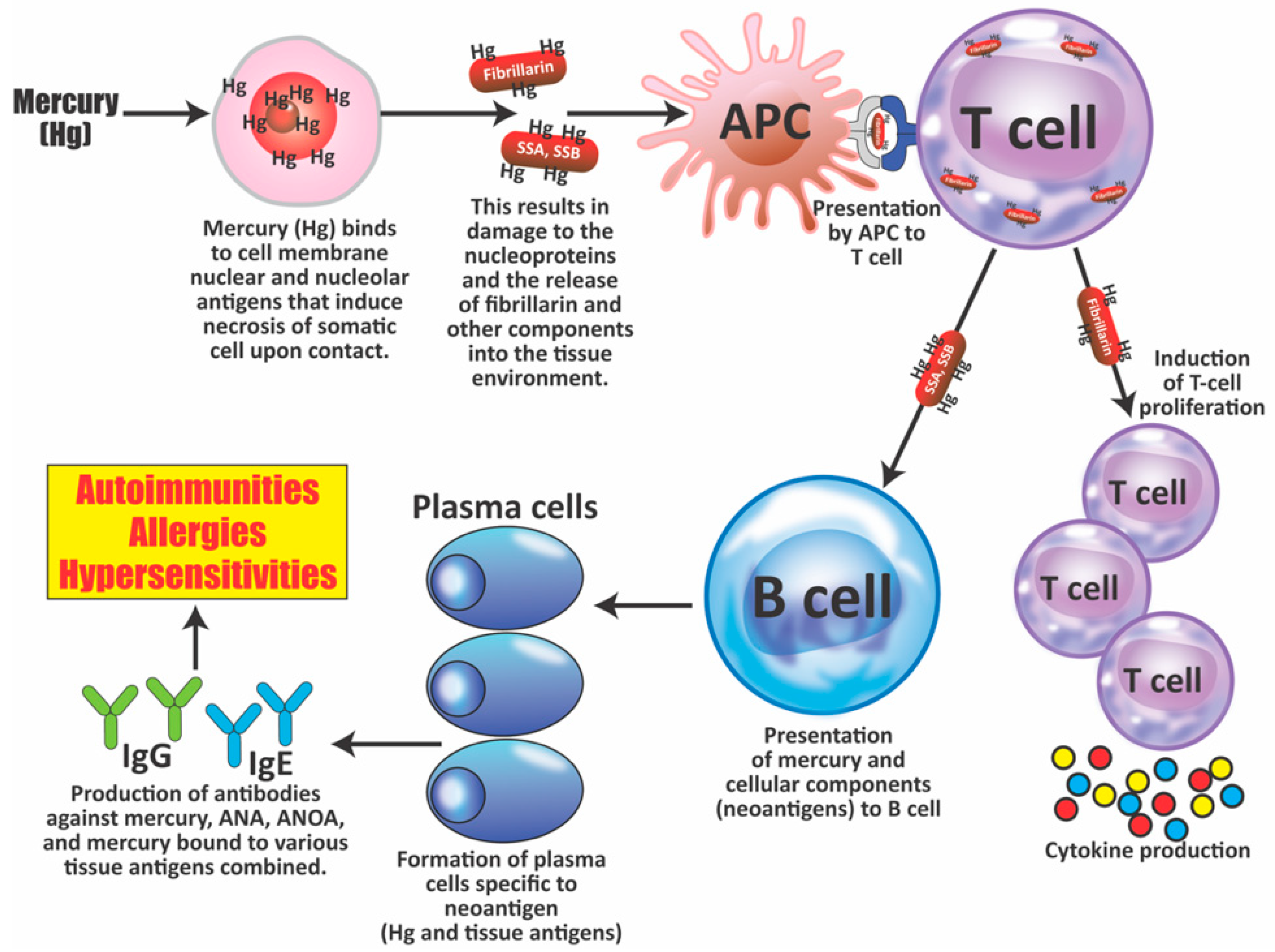 Pathophysiology 28 00034 g007 Pathophysiology 28 00034 g007