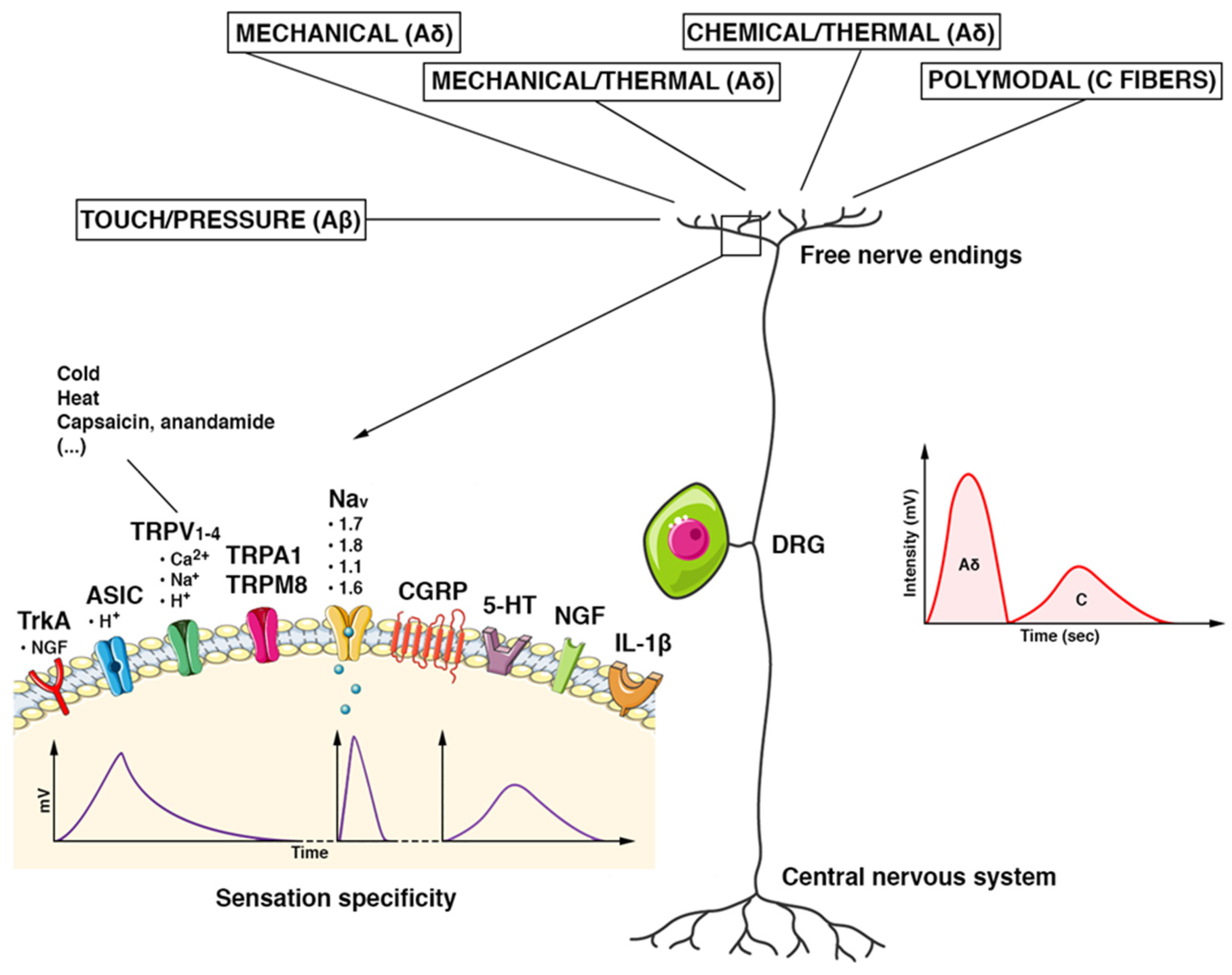 Pathophysiology 29 00035 g002 Pathophysiology 29 00035 g002