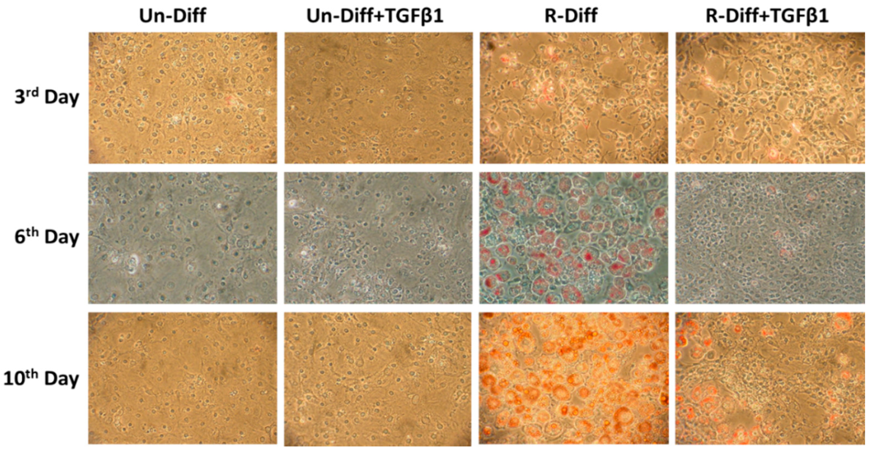 Pathophysiology 29 00050 g001 Pathophysiology 29 00050 g001