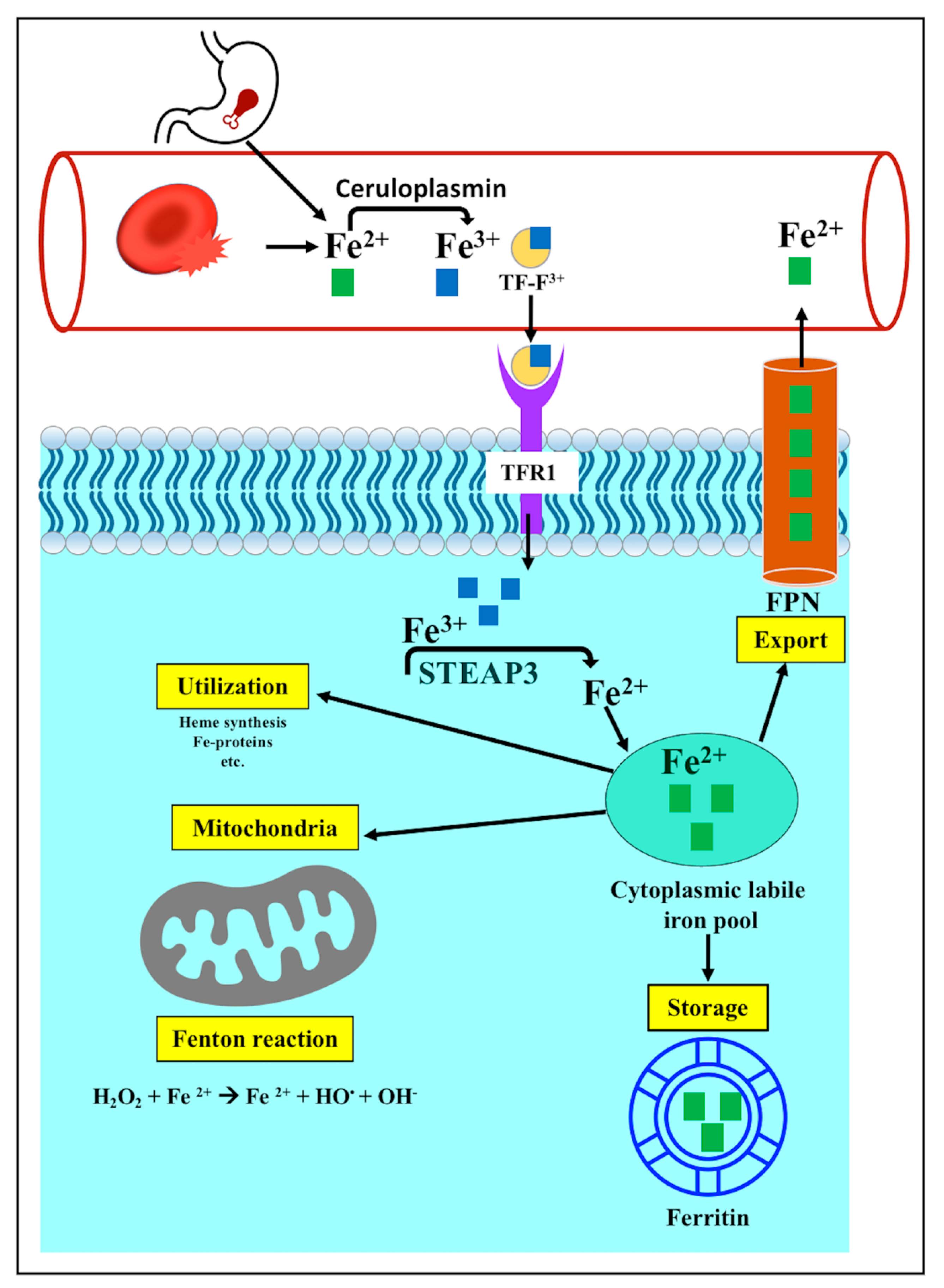 Pathophysiology 30 00007 g002 Pathophysiology 30 00007 g002