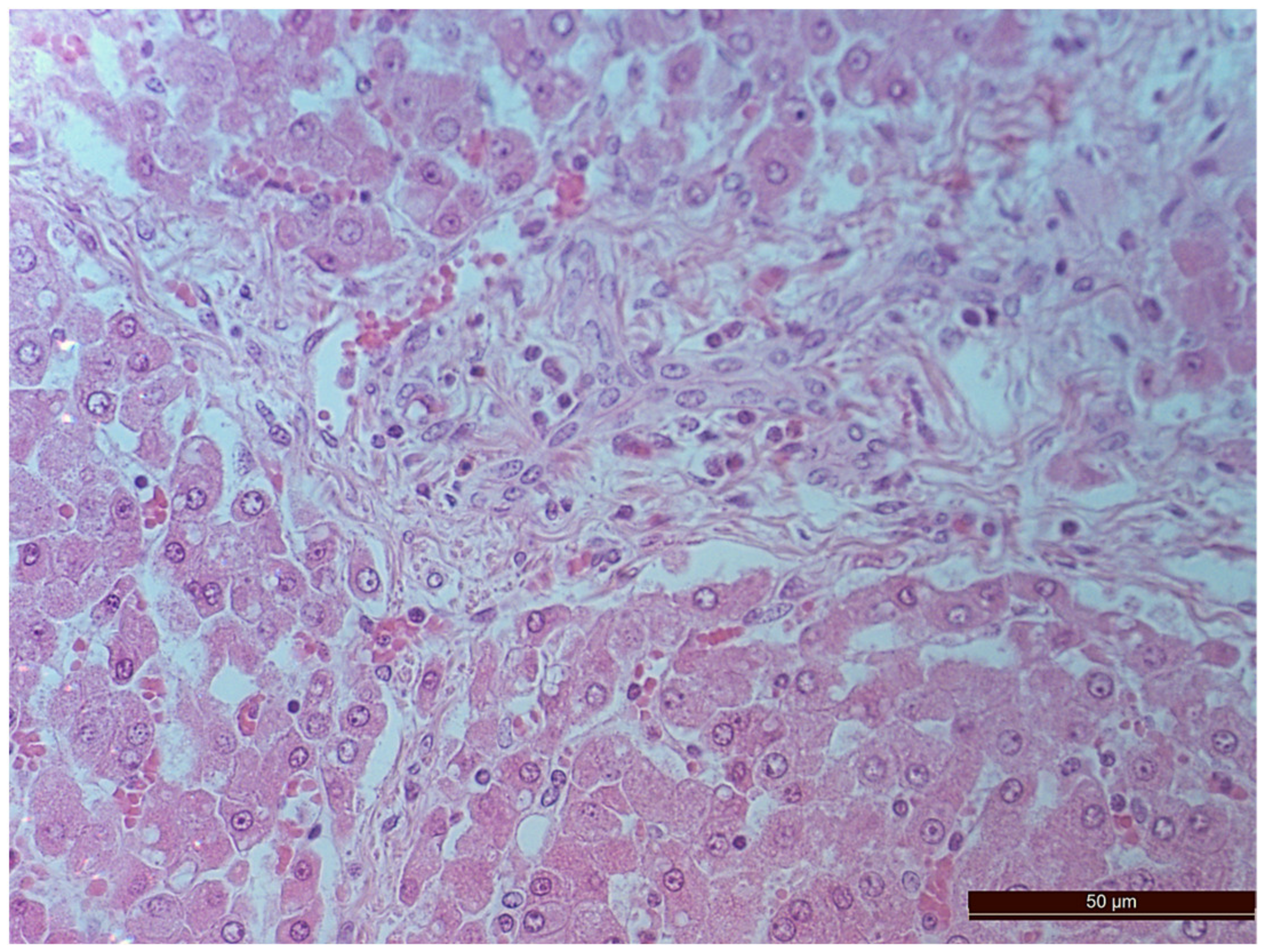 Pathophysiology 30 00037 g005