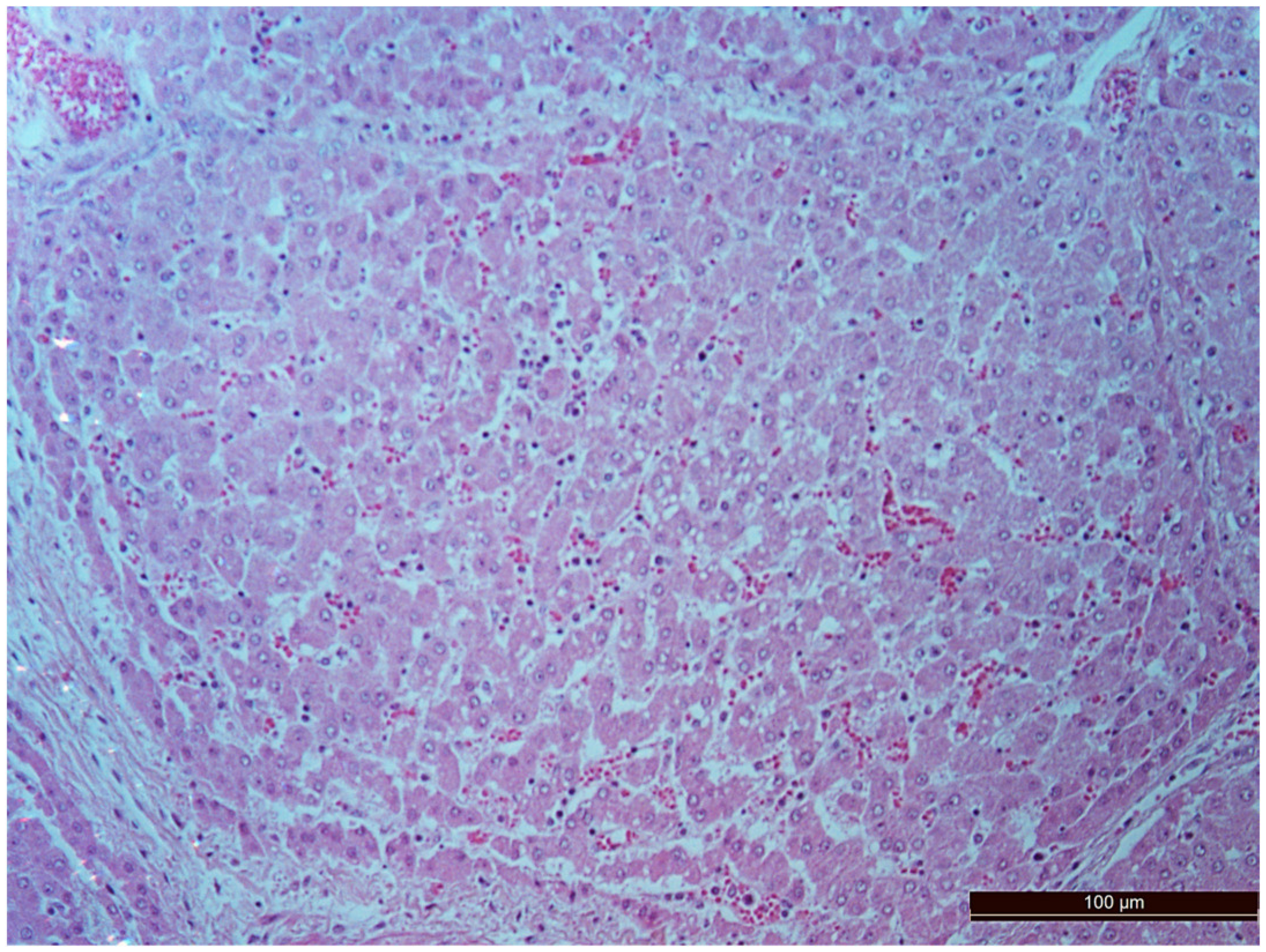 Pathophysiology 30 00037 g007