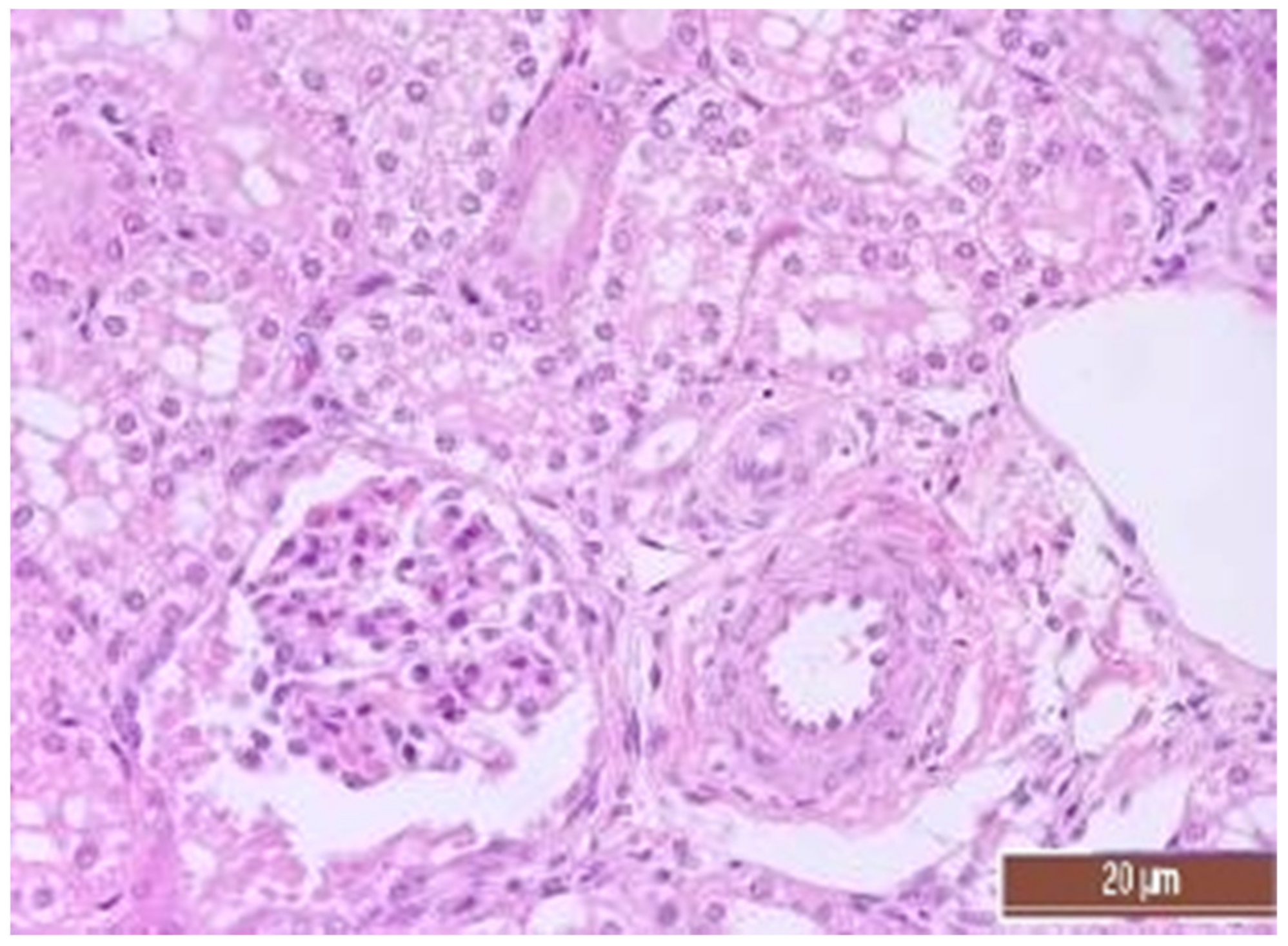 Pathophysiology 30 00037 g012