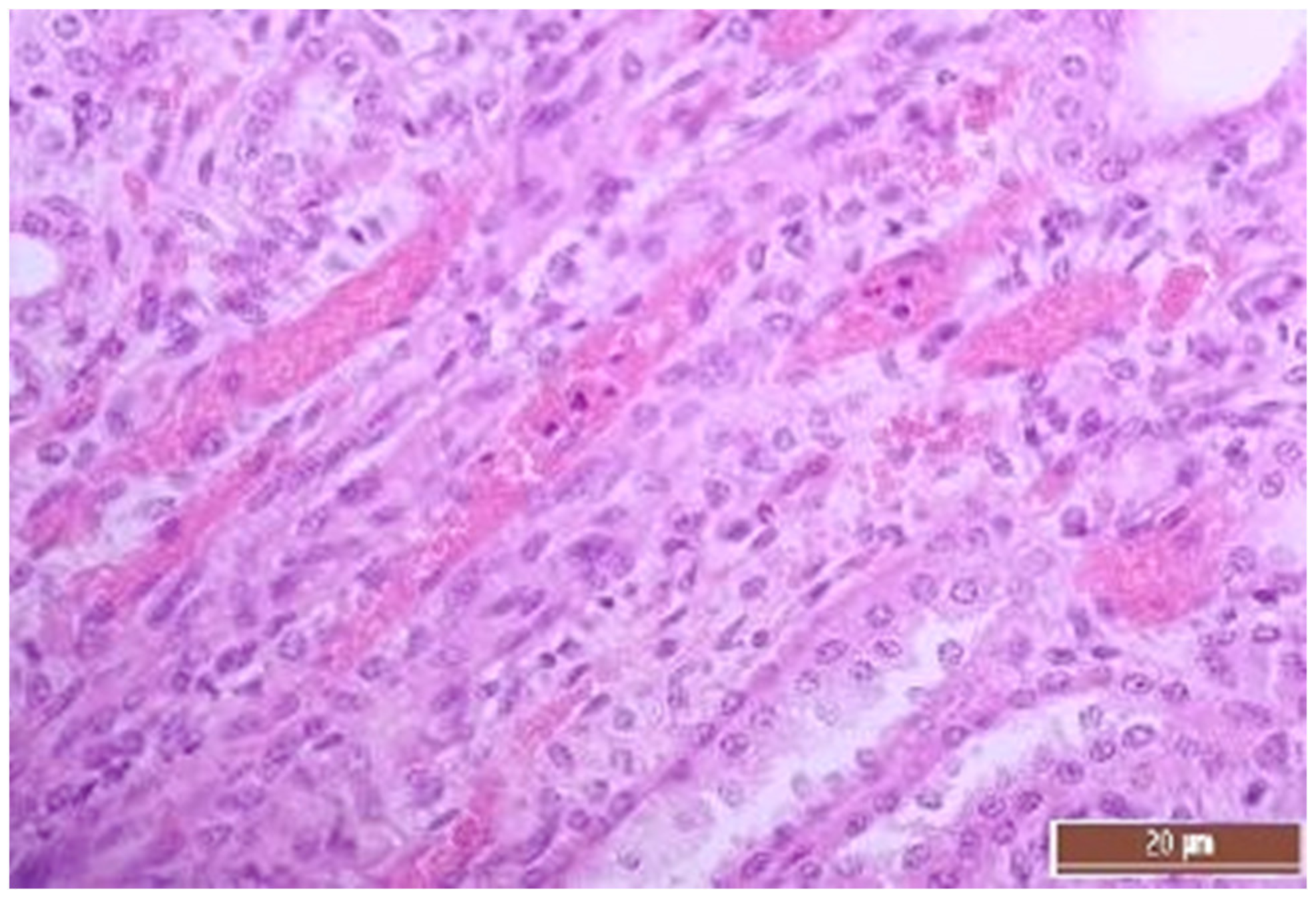 Pathophysiology 30 00037 g015