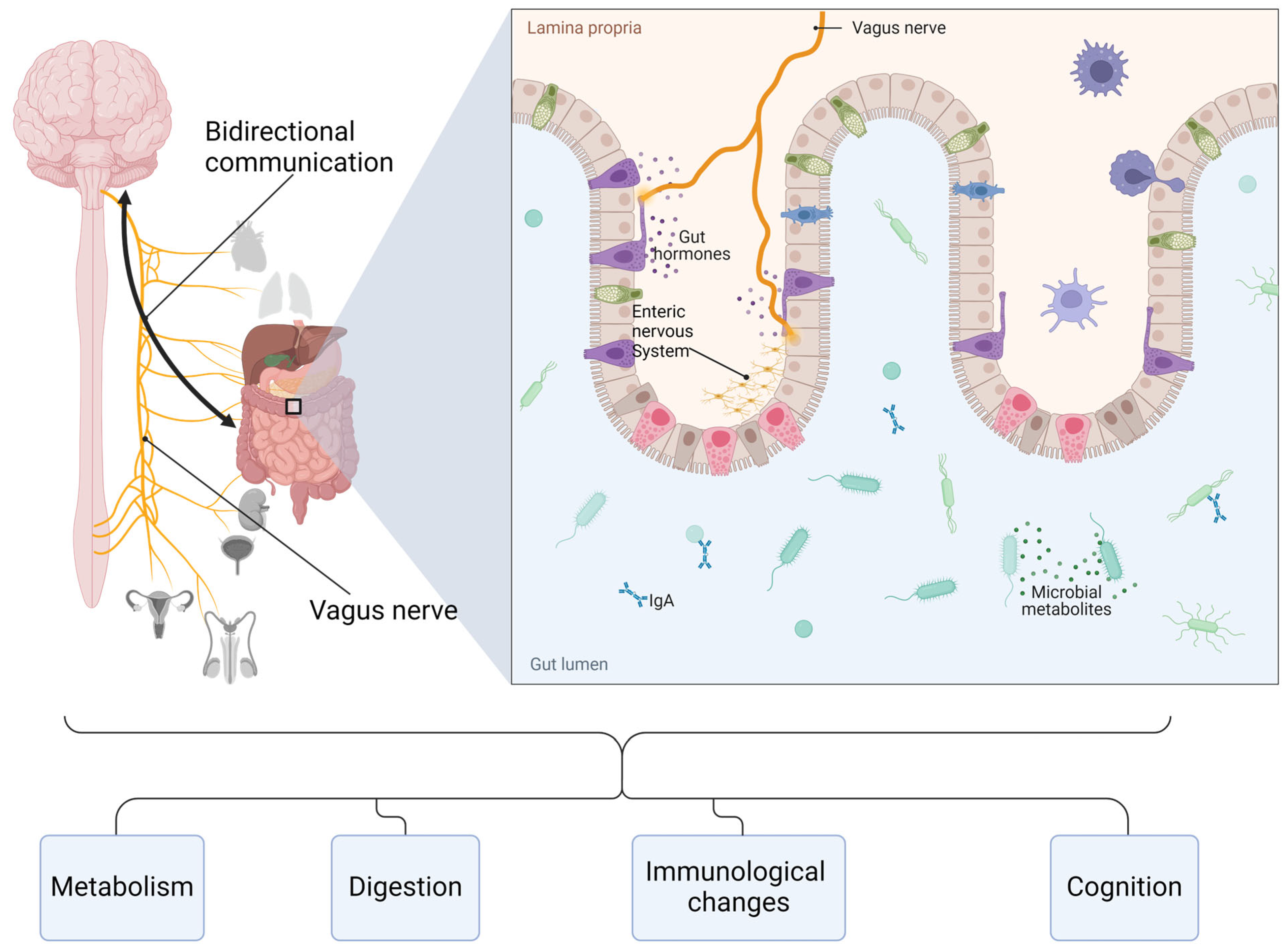 Pathophysiology 31 00019 g001