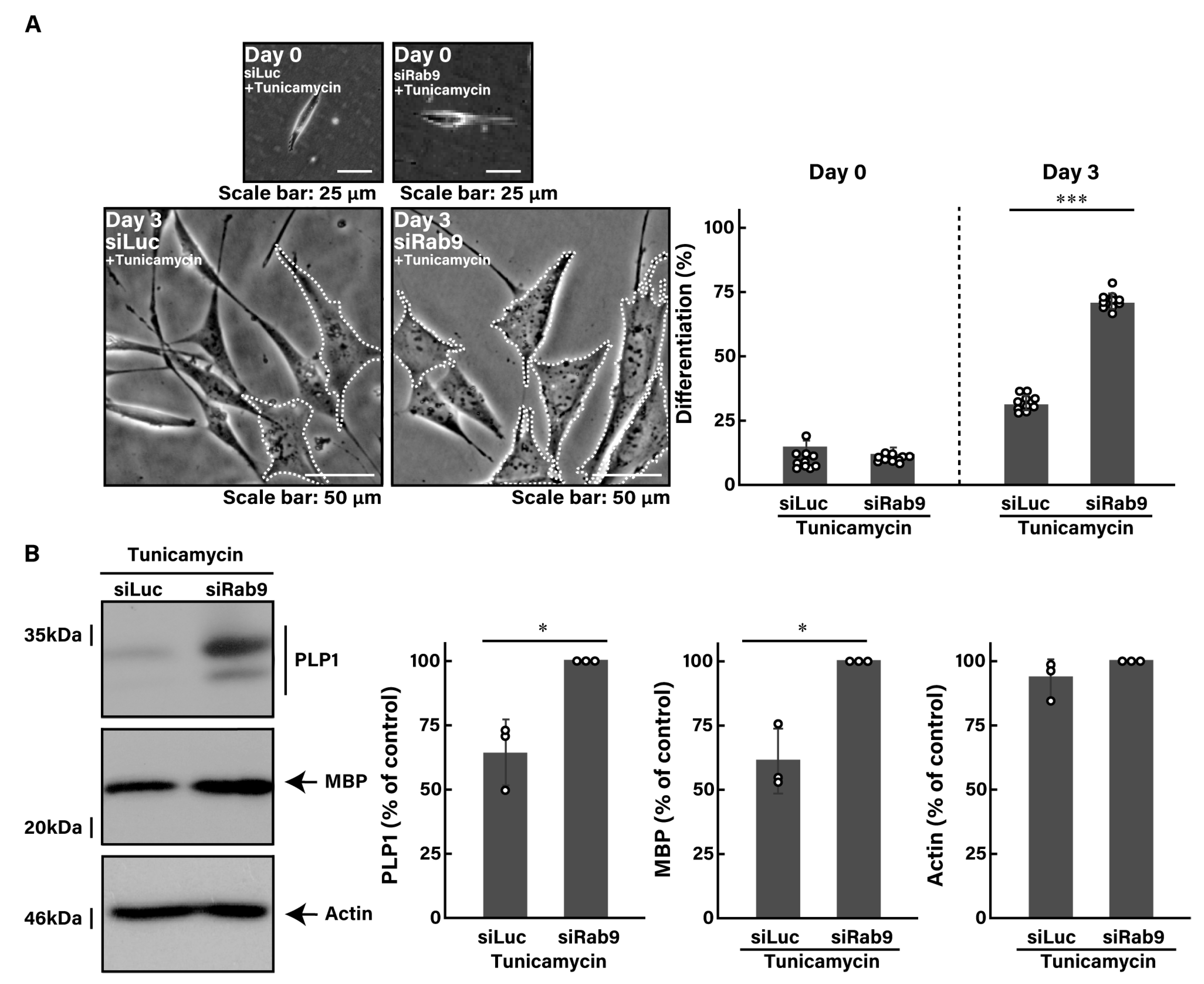 Pathophysiology 31 00032 g002