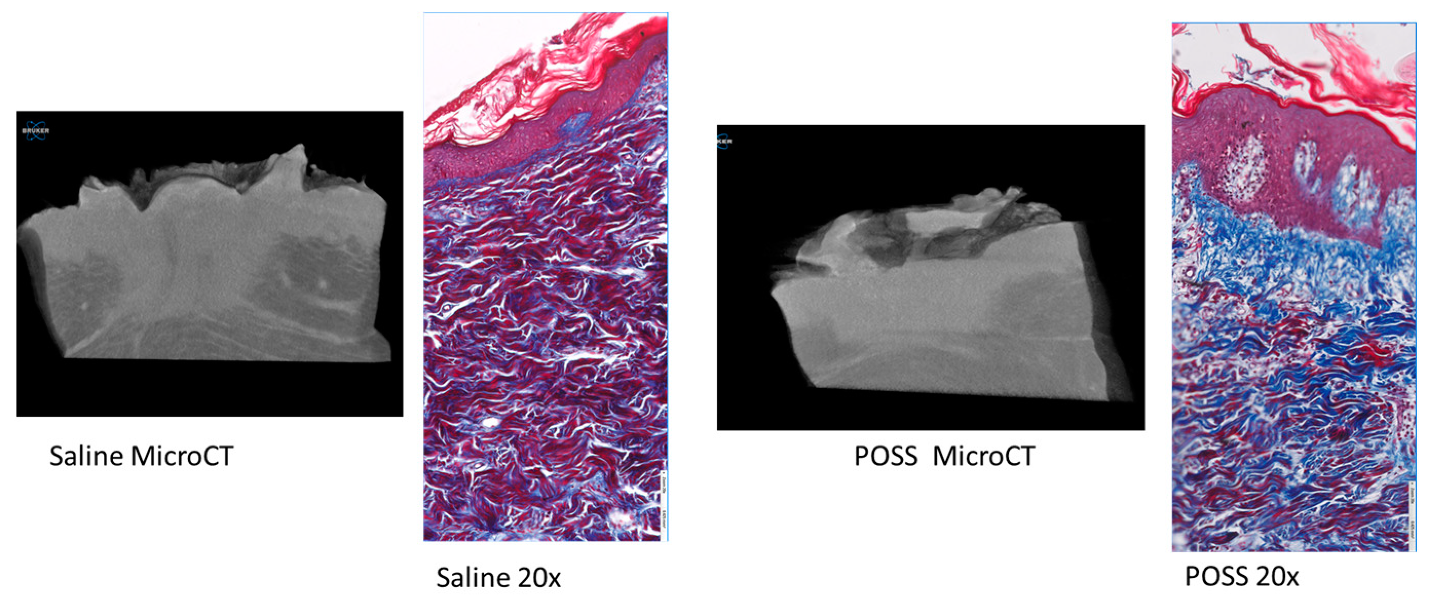 Pathophysiology 31 00034 g007