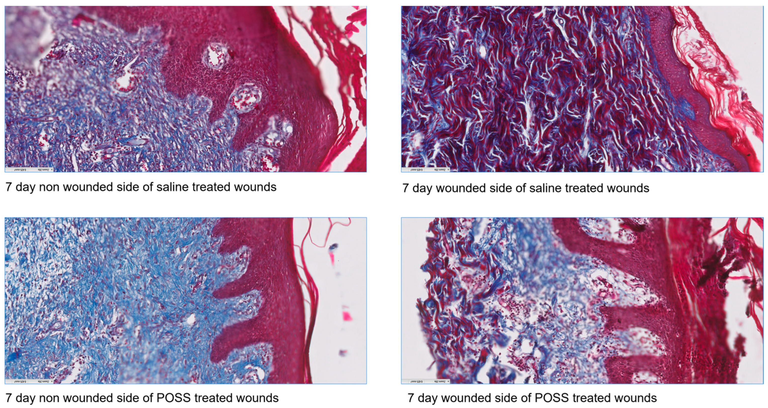Pathophysiology 31 00034 g008