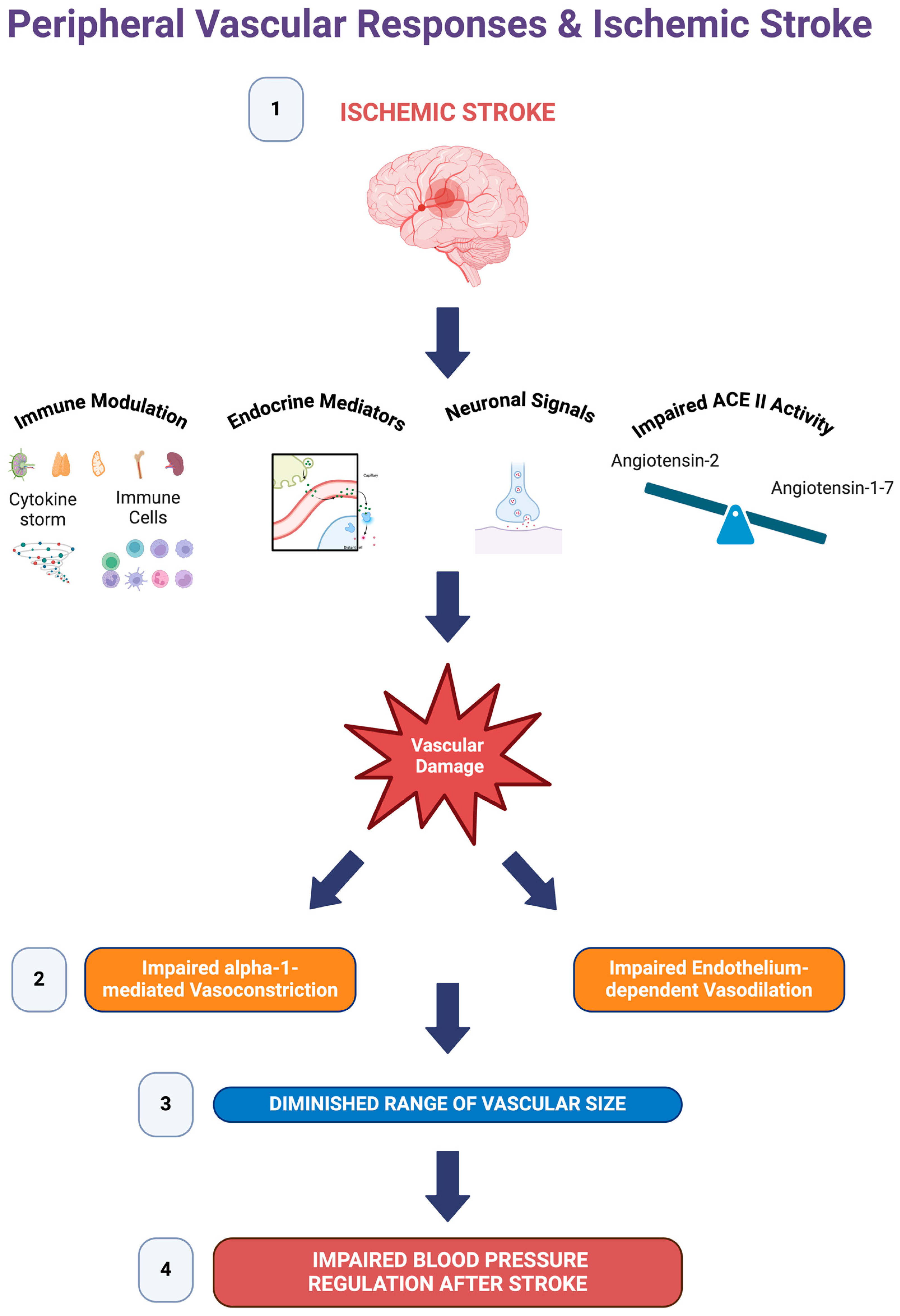 Pathophysiology 31 00036 g008