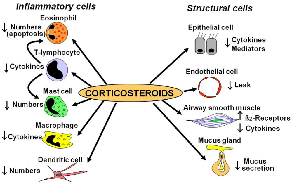 corticosteroids side effects