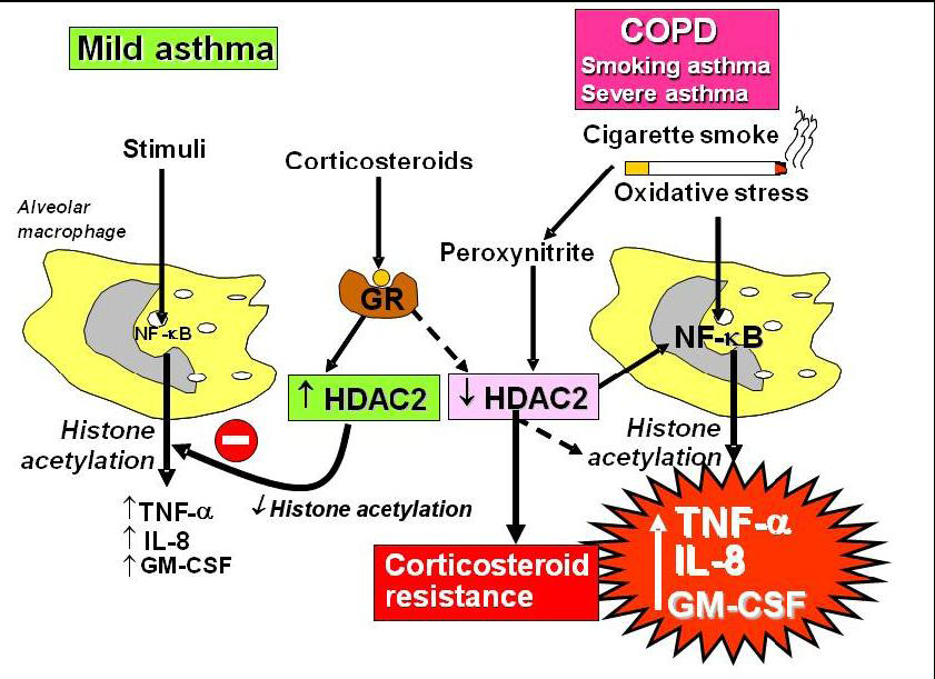 corticosteroids mechanism of action