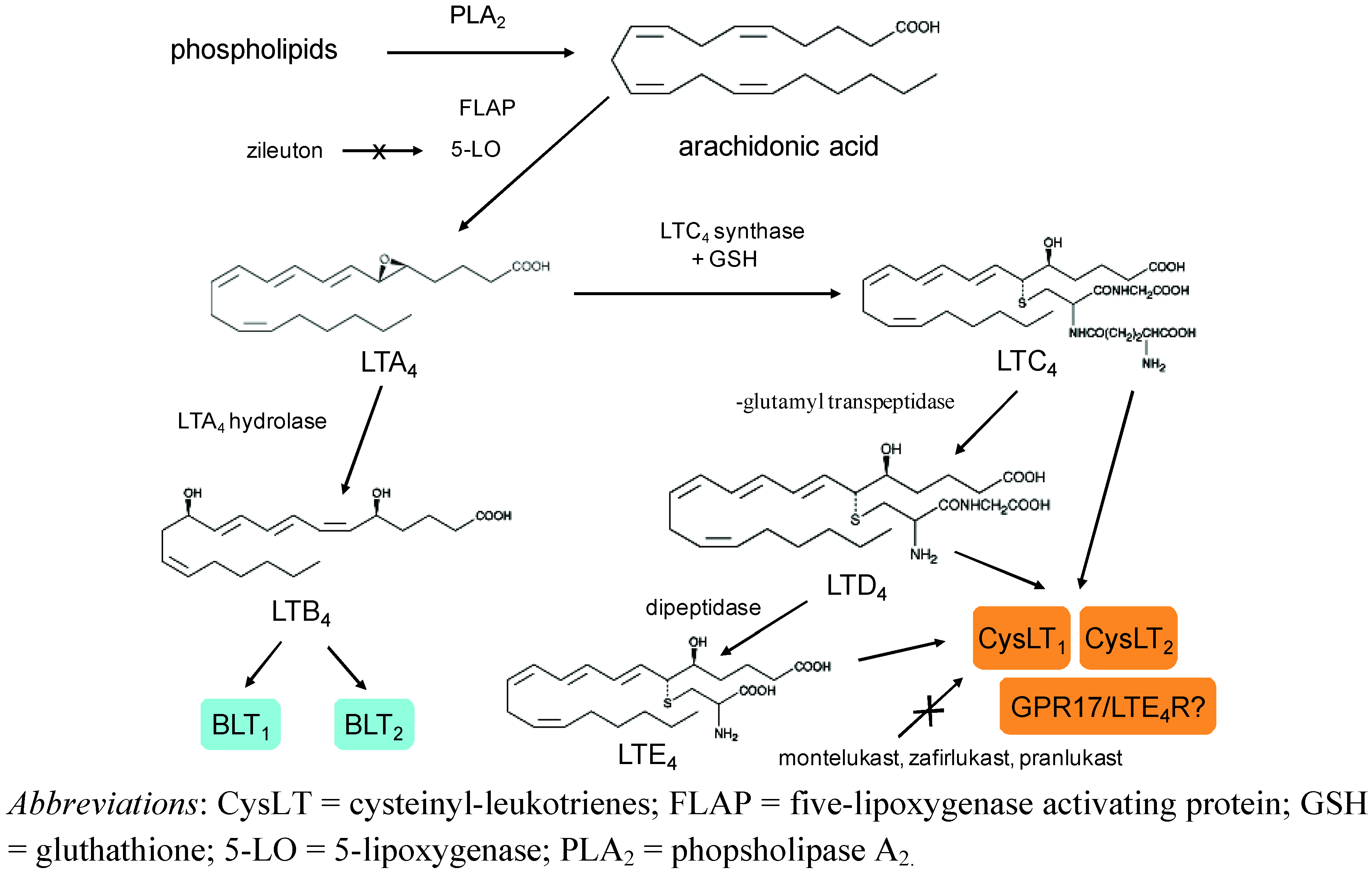 Pharmaceuticals | Free Full-Text | Role of Leukotrienes and Leukotriene  Modifiers in Asthma | HTML