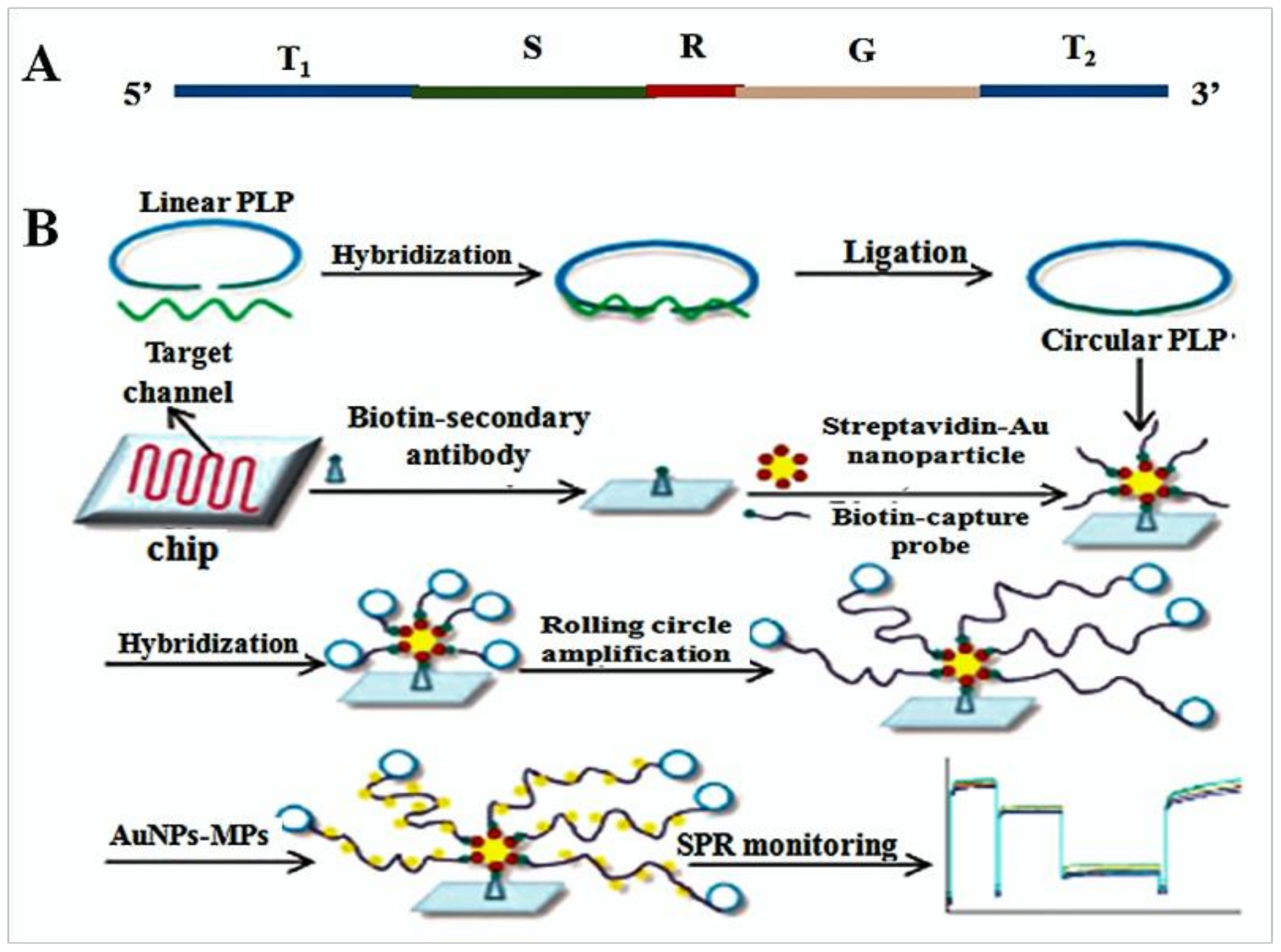 Pharmaceuticals | Free Full-Text | Research Progress on Rolling Circle  Amplification (RCA)-Based Biomedical Sensing | HTML