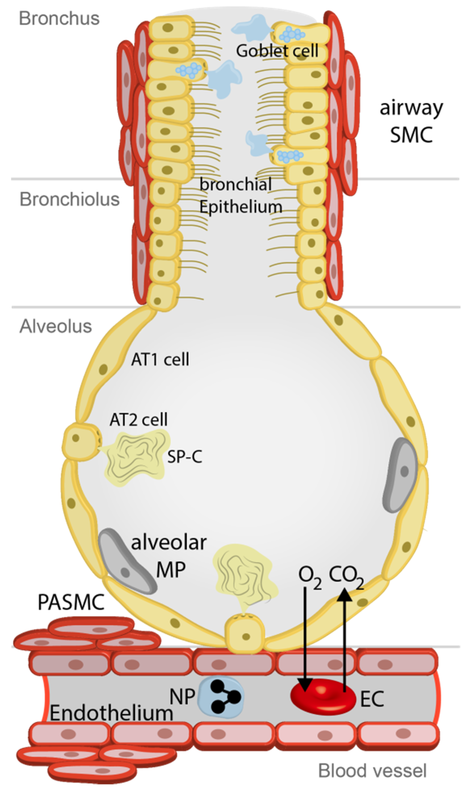 Pharmaceuticals 12 00023 g001