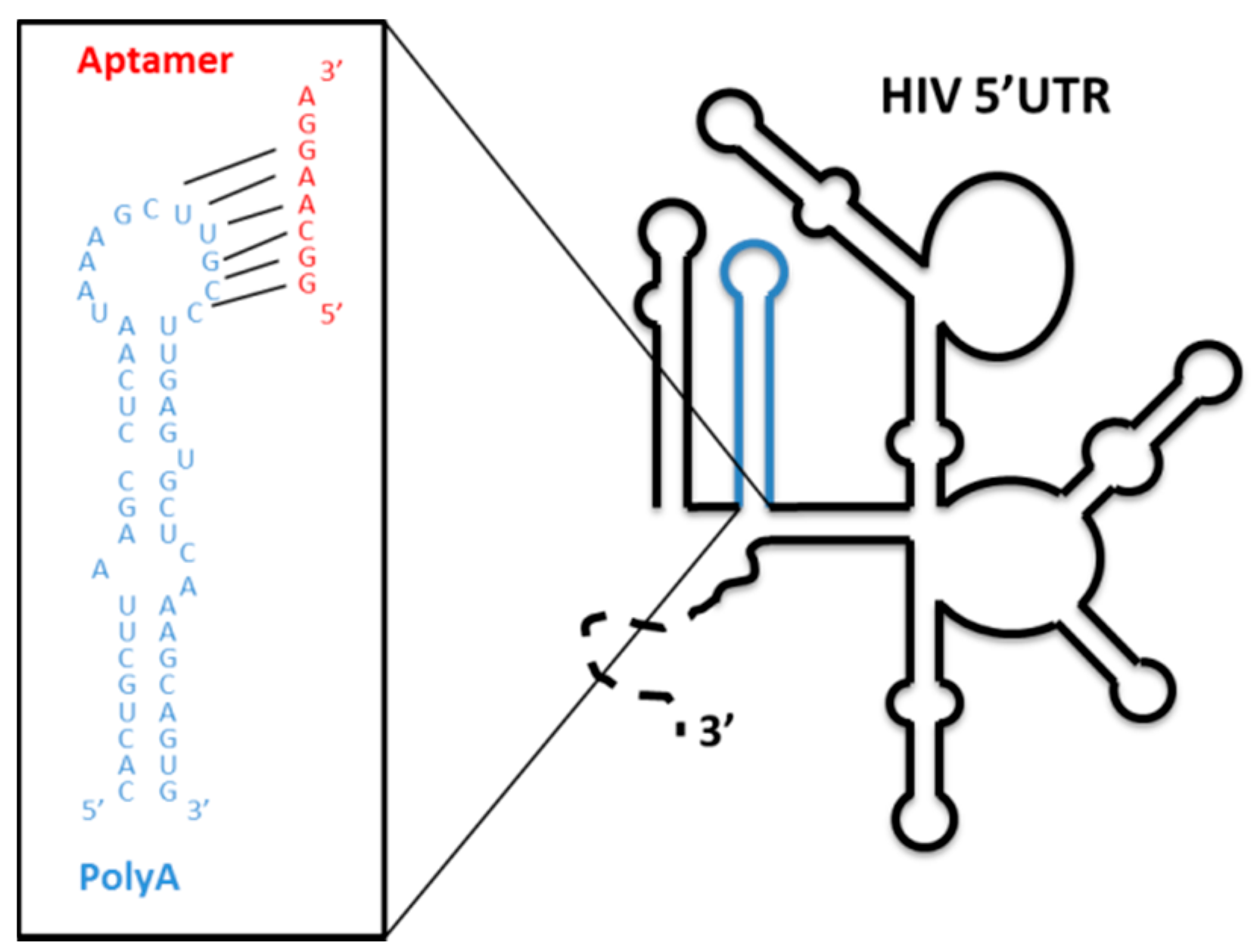 Pharmaceuticals 12 00038 g007