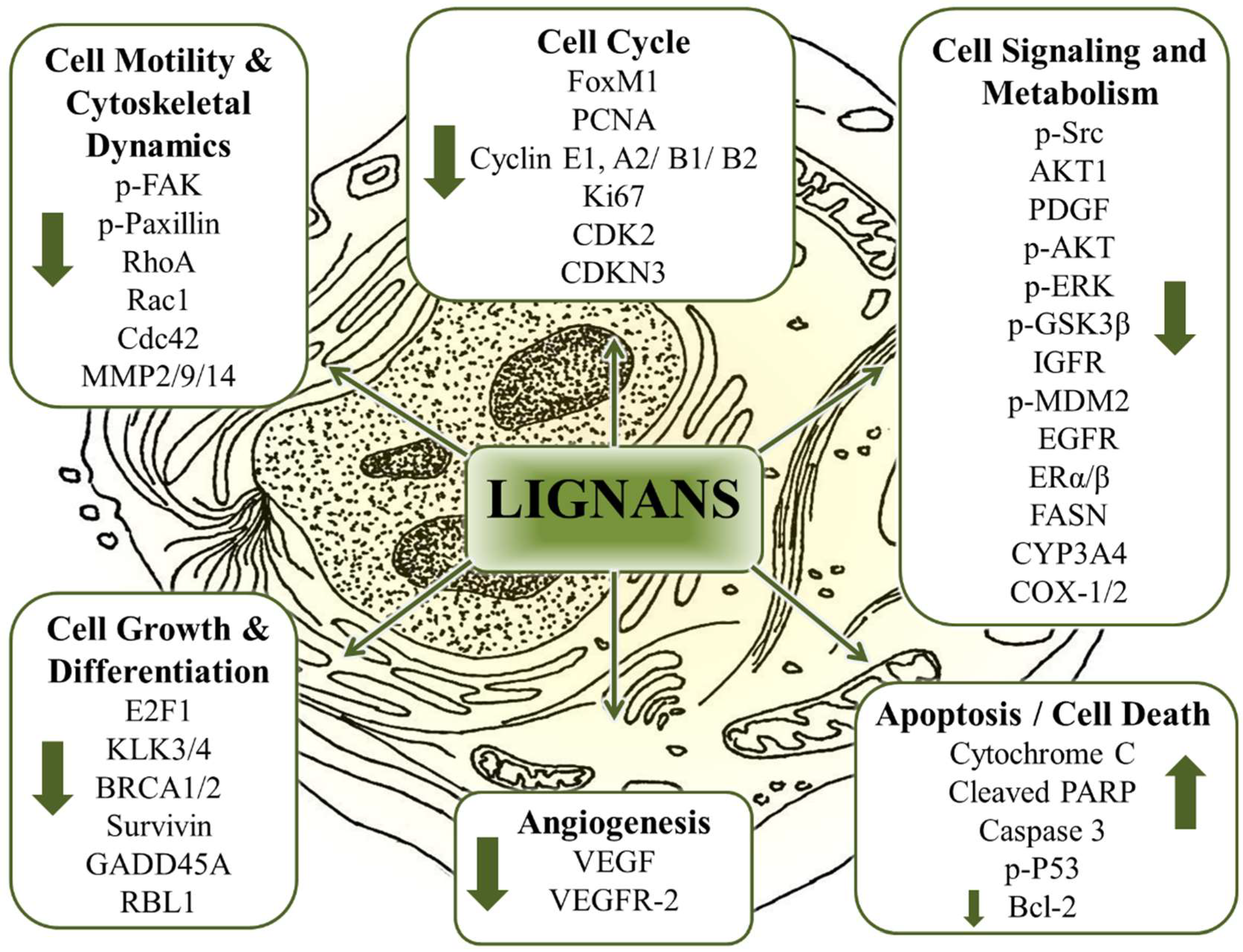 Pharmaceuticals | Free Full-Text | Flaxseed Lignans as Important Dietary  Polyphenols for Cancer Prevention and Treatment: Chemistry,  Pharmacokinetics, and Molecular Targets | HTML