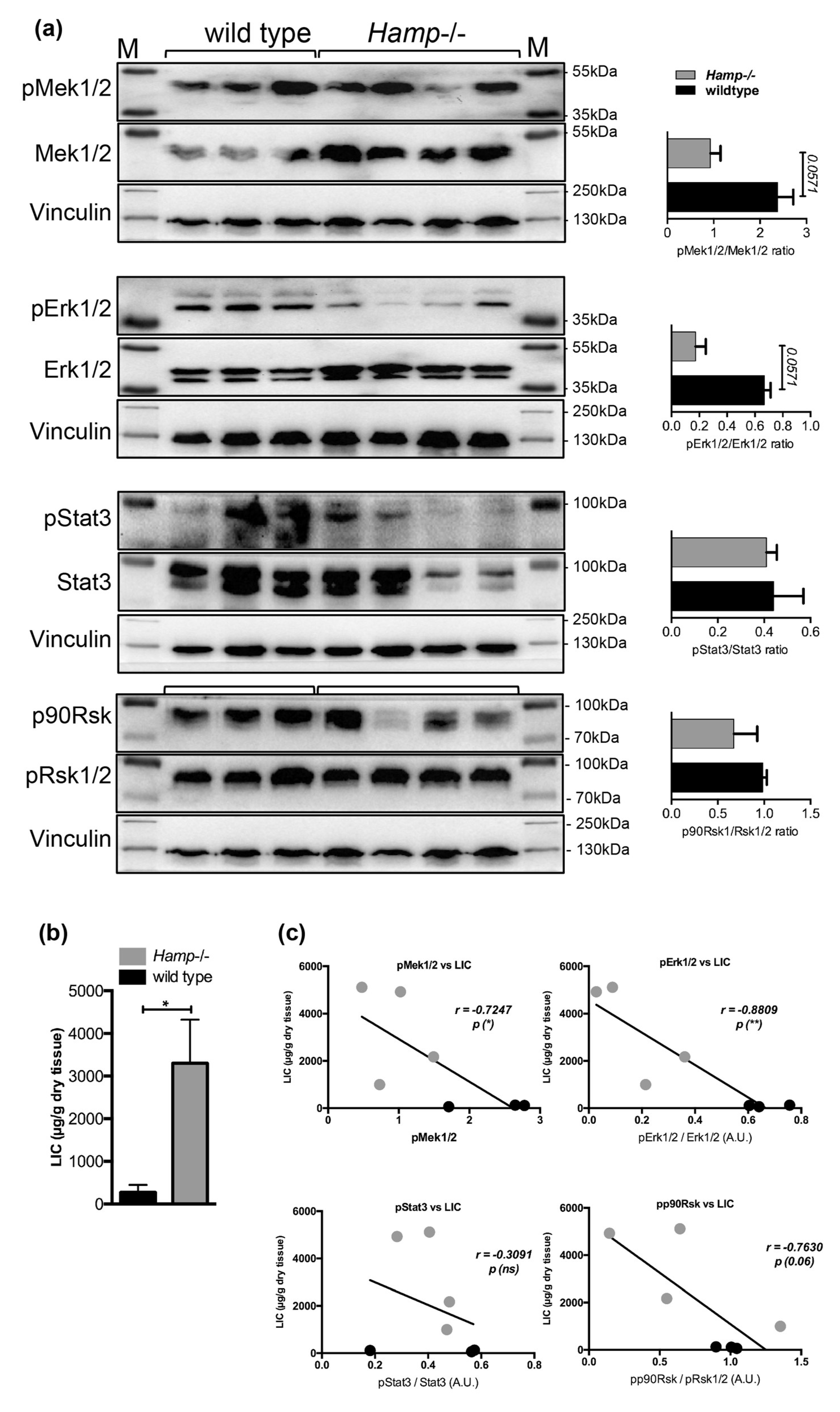 Pharmaceuticals 12 00070 g005a