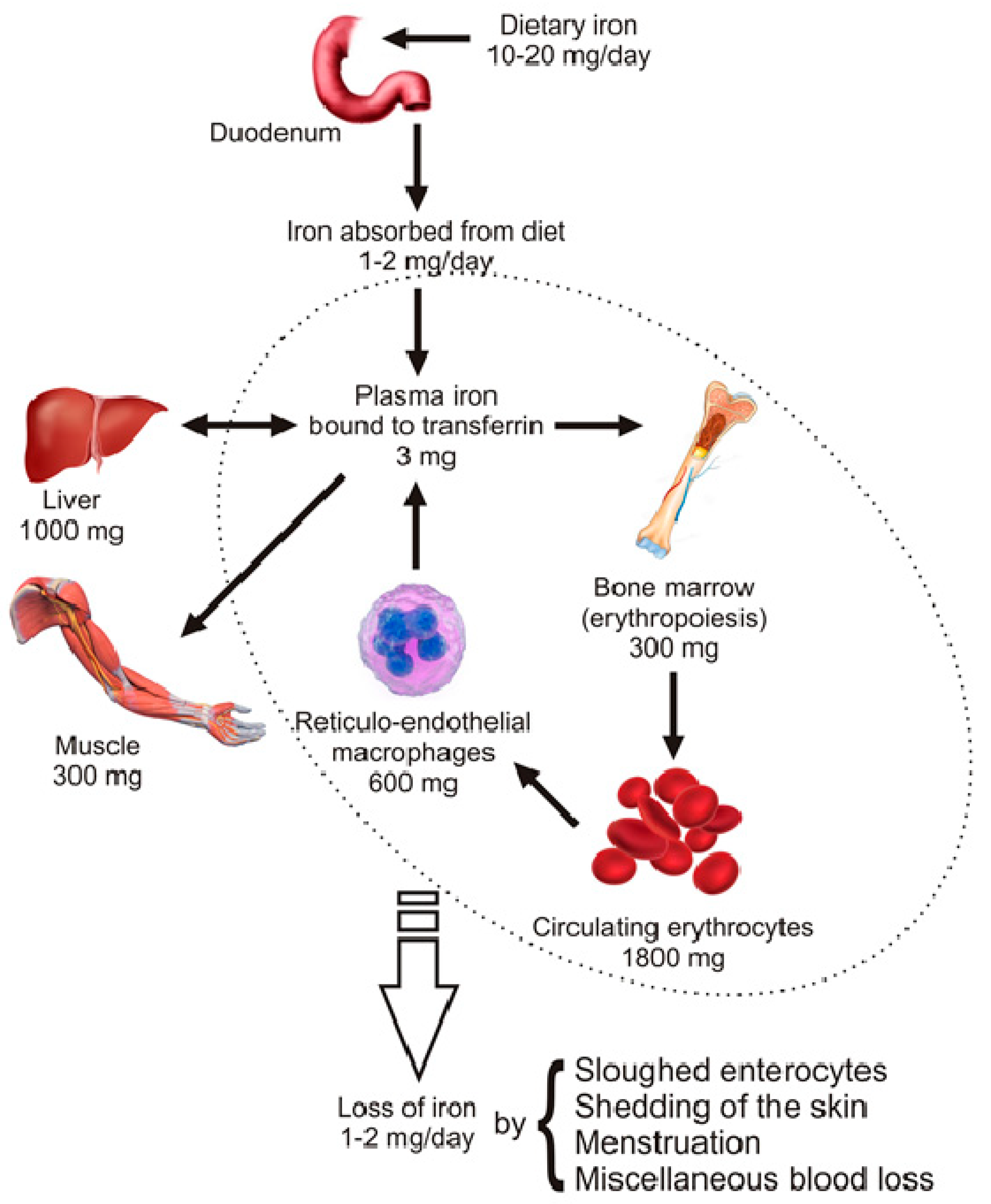 Pharmaceuticals | Free Full-Text | Role of Dietary Flavonoids in Iron  Homeostasis