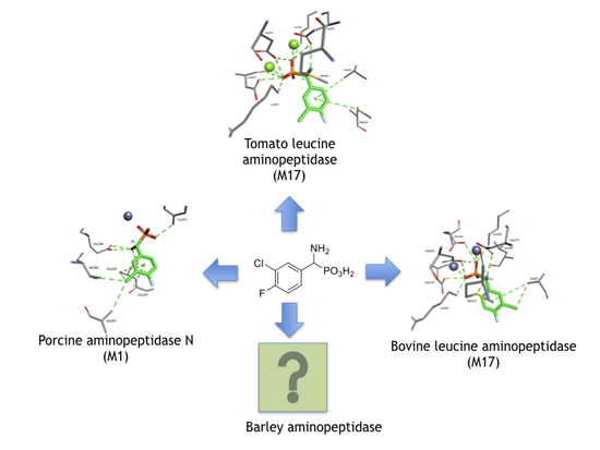 Pharmaceuticals Free Full Text Phosphonic Acid Analogues - 