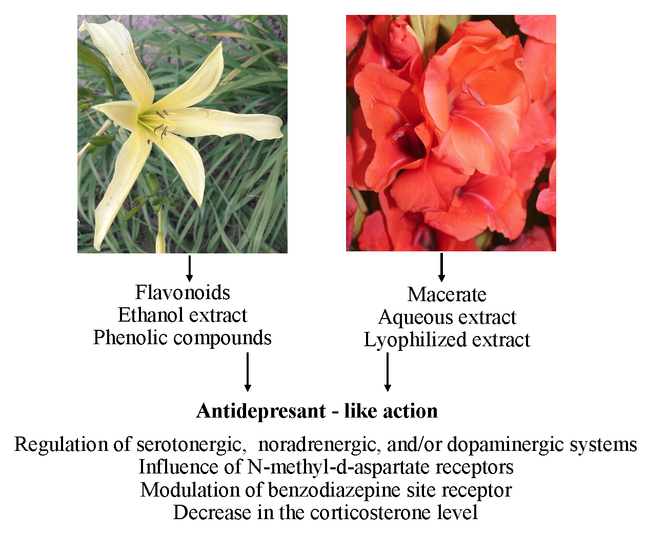 Pharmaceuticals Free Full Text Recent Studies On Anti Depressant Bioactive Substances In Selected Species From The Genera Hemerocallis And Gladiolus A Systematic Review Html