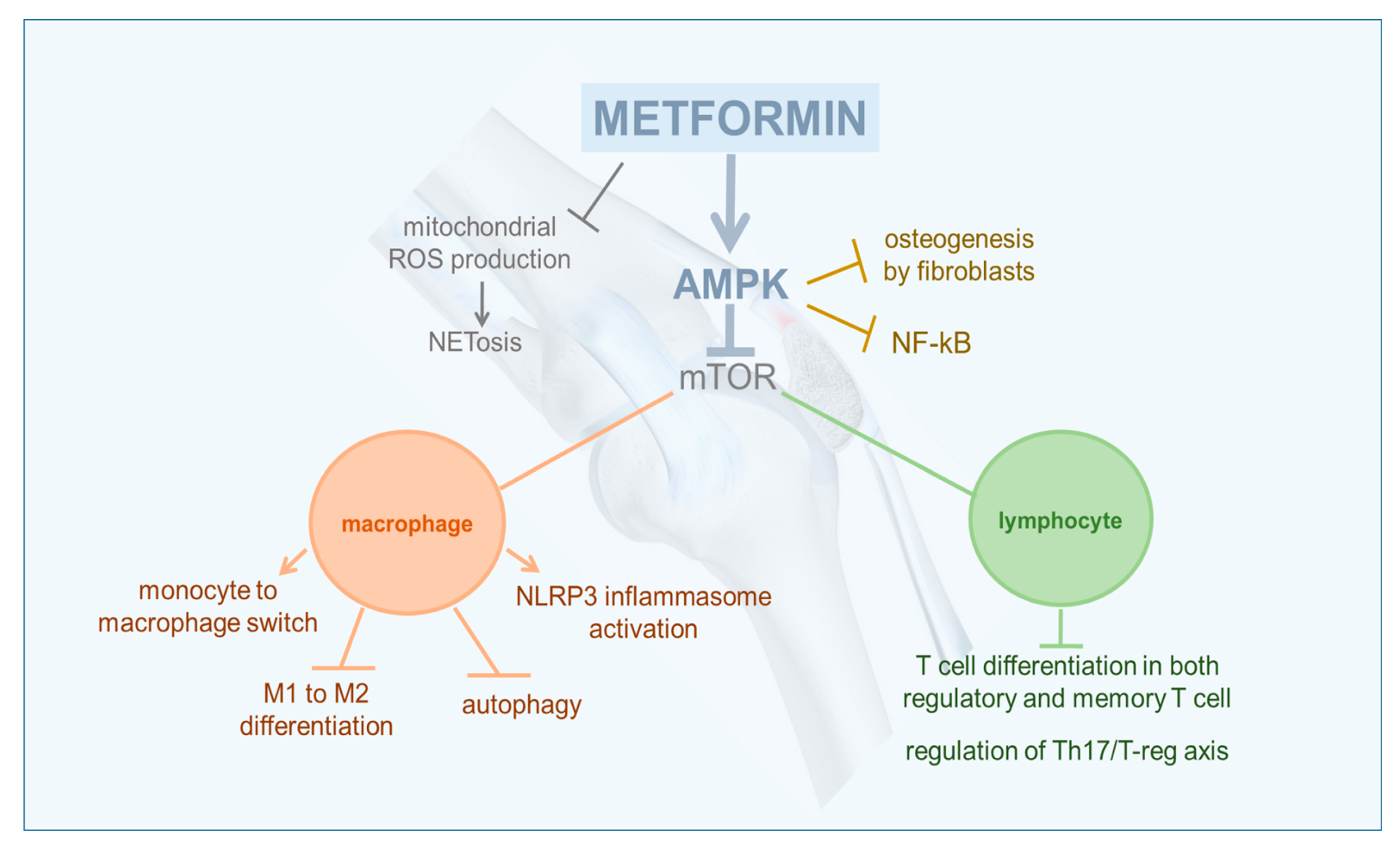 Pharmaceuticals | Free Full-Text | Metformin: A Potential Therapeutic Tool  for Rheumatologists