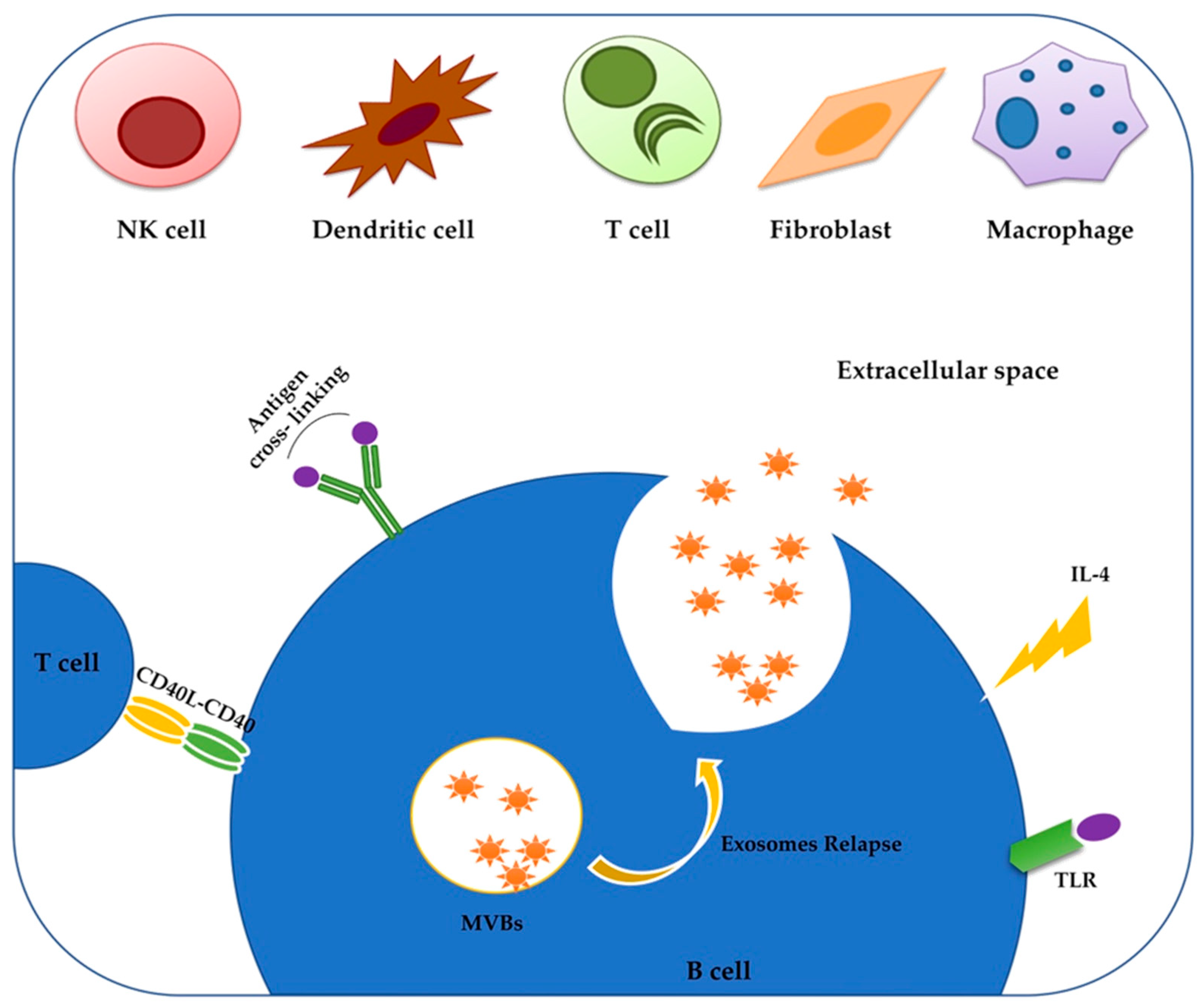 Pharmaceuticals | Free Full-Text | Role of Chronic Lymphocytic Leukemia  (CLL)-Derived Exosomes in Tumor Progression and Survival