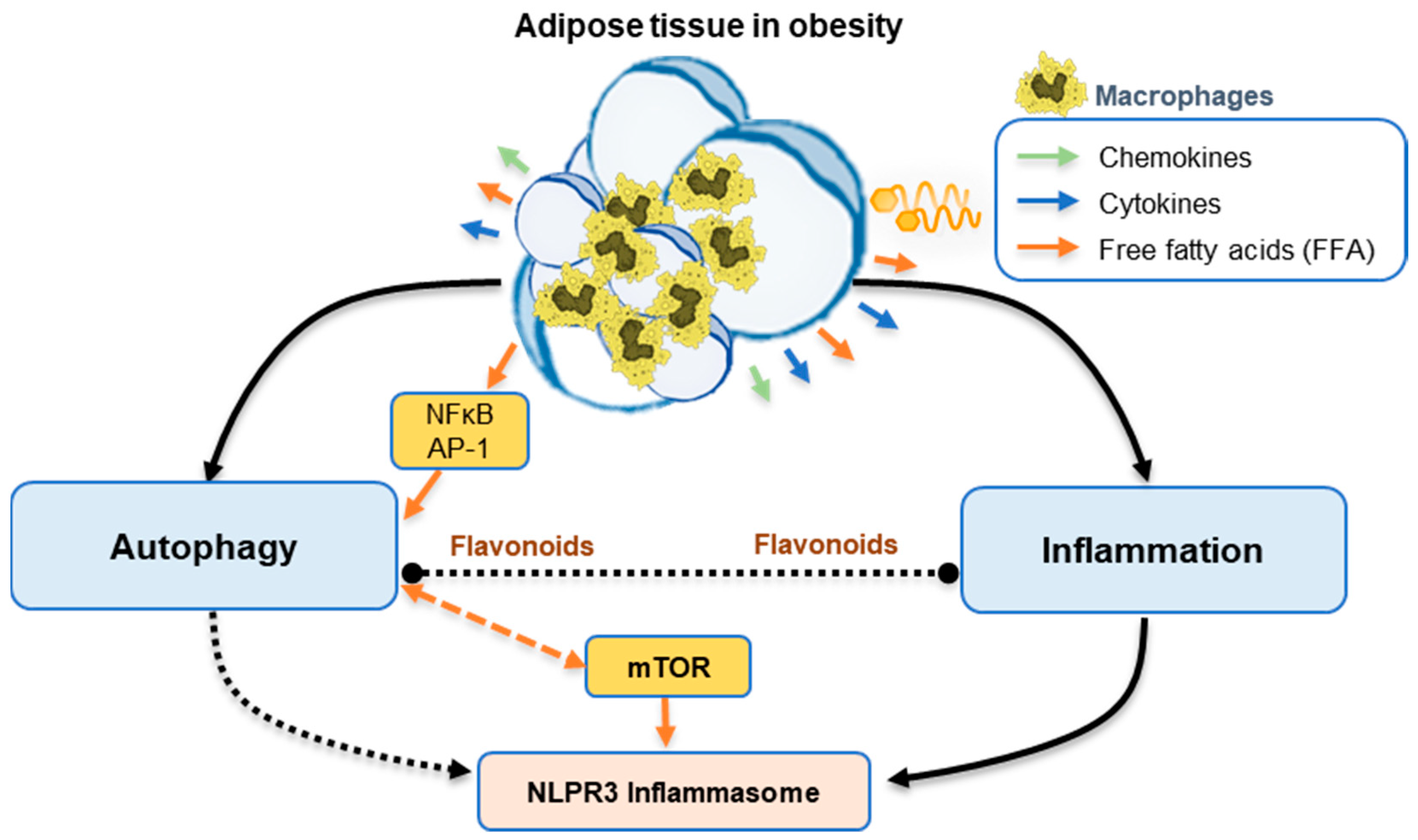 Soluble epoxide hydrolase deficiency attenuates lipotoxic cardiomyopathy  via upregulation of AMPK-mTORC mediated autophagy - ScienceDirect