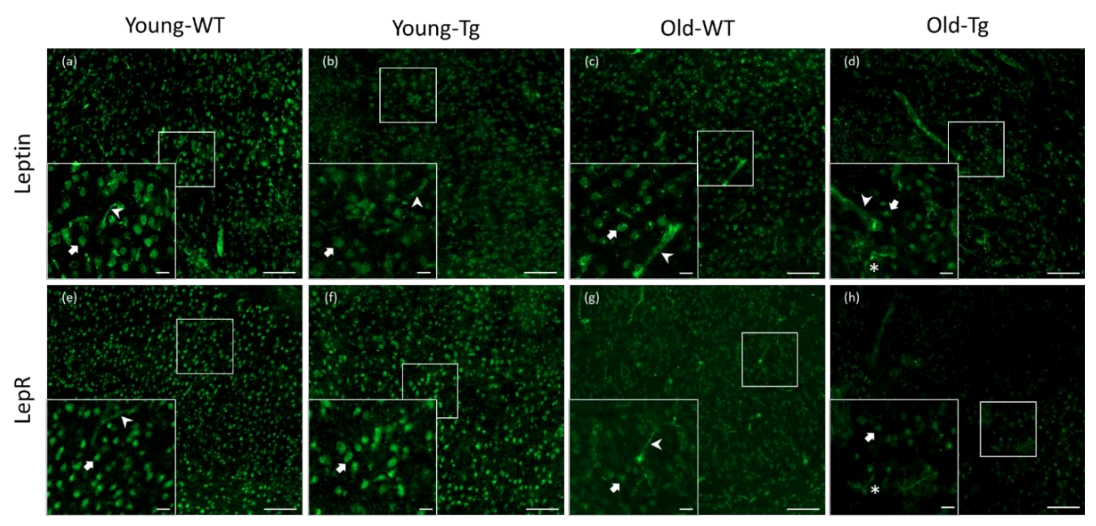 Pharmaceuticals 13 00401 g001 Pharmaceuticals 13 00401 g001