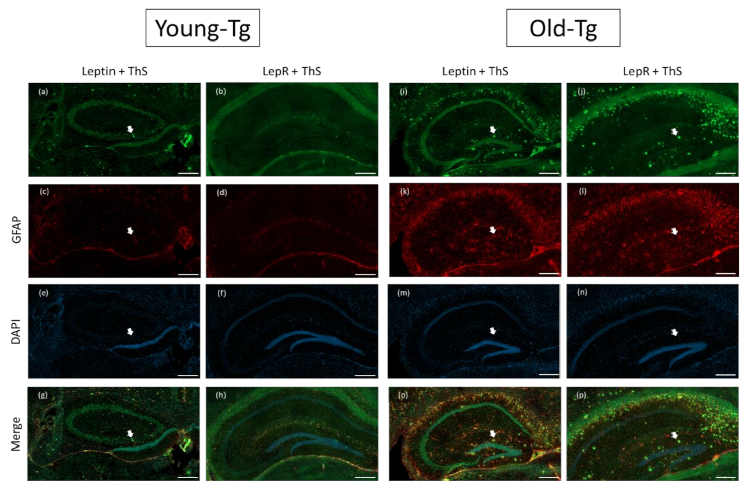 Pharmaceuticals 13 00401 g003 Pharmaceuticals 13 00401 g003