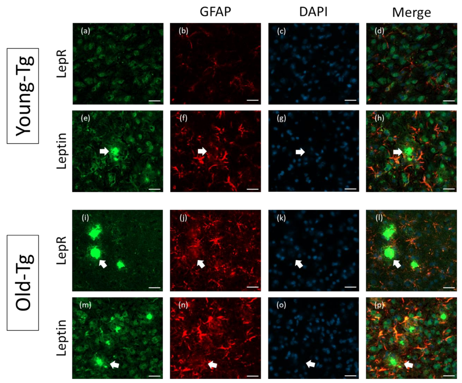 Pharmaceuticals 13 00401 g004 Pharmaceuticals 13 00401 g004