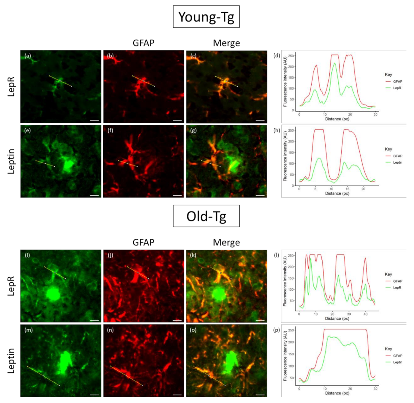 Pharmaceuticals 13 00401 g005 Pharmaceuticals 13 00401 g005