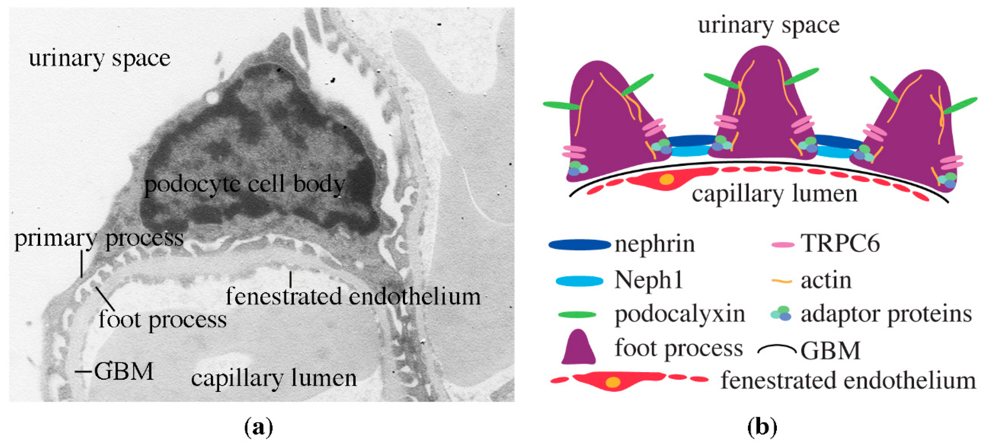 Pharmaceuticals 13 00452 g002