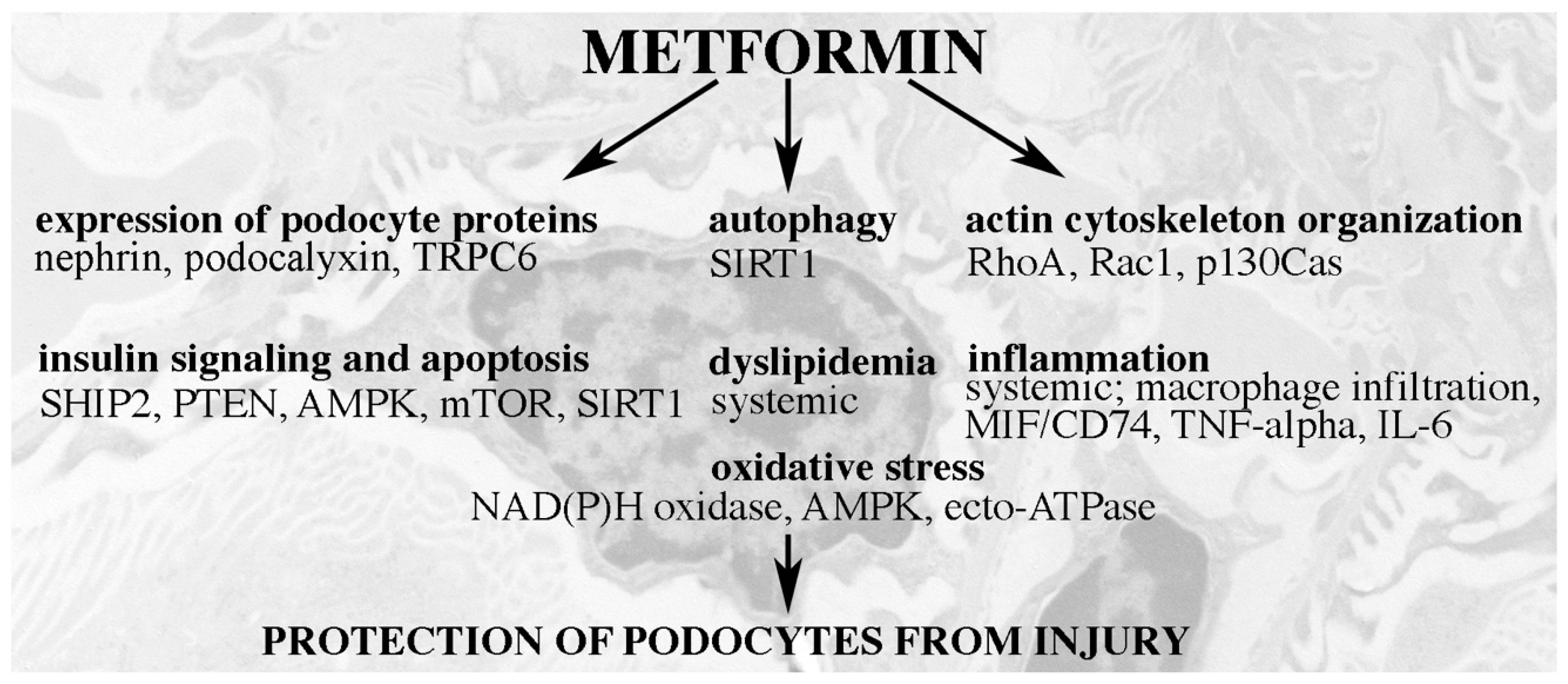 Pharmaceuticals 13 00452 g005