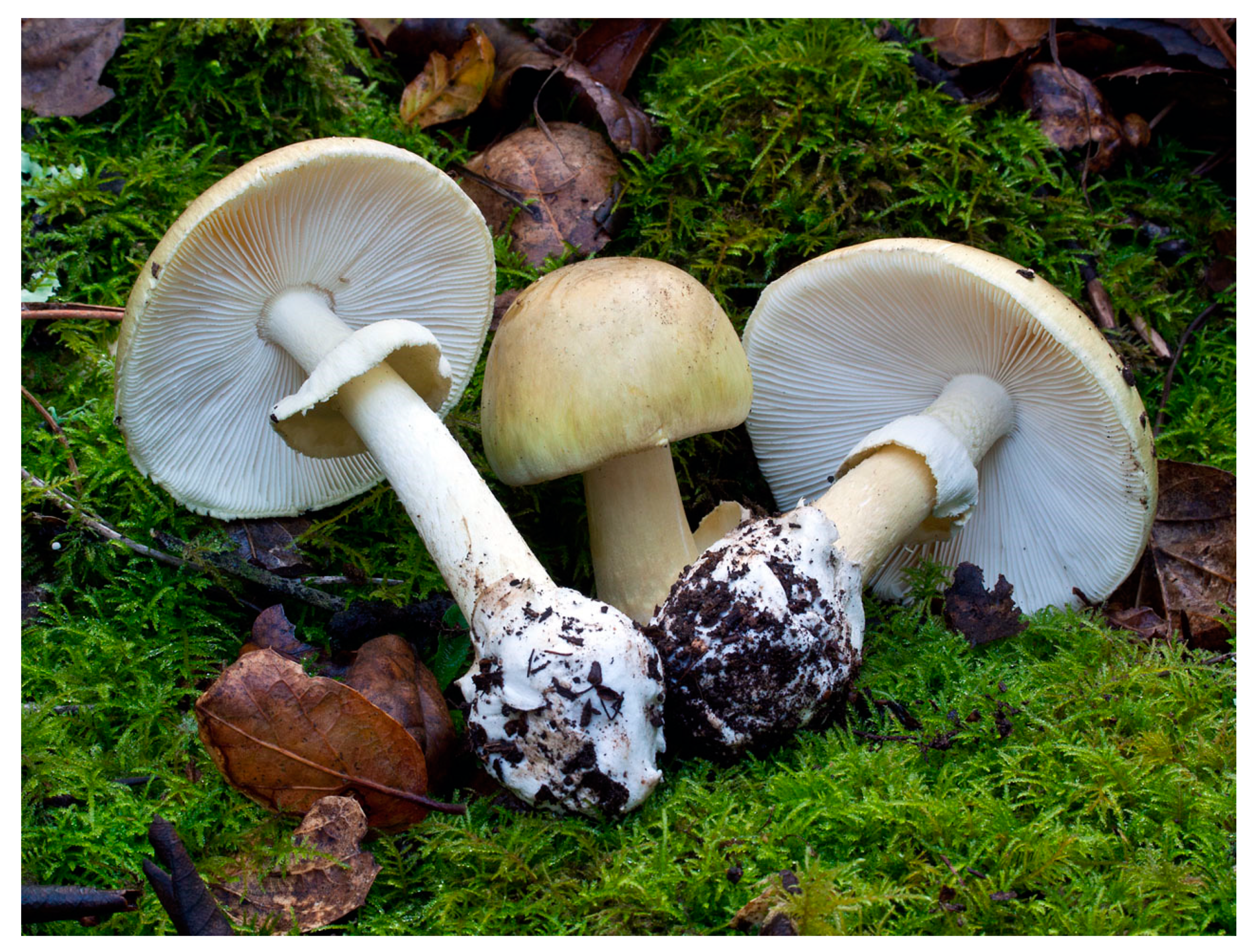 Тип бледной поганки. Бледная поганка гриб. Аmanita phalloides – бледная поганка. Ядовитые грибы белая боганка. Бледная погоганка гриб.