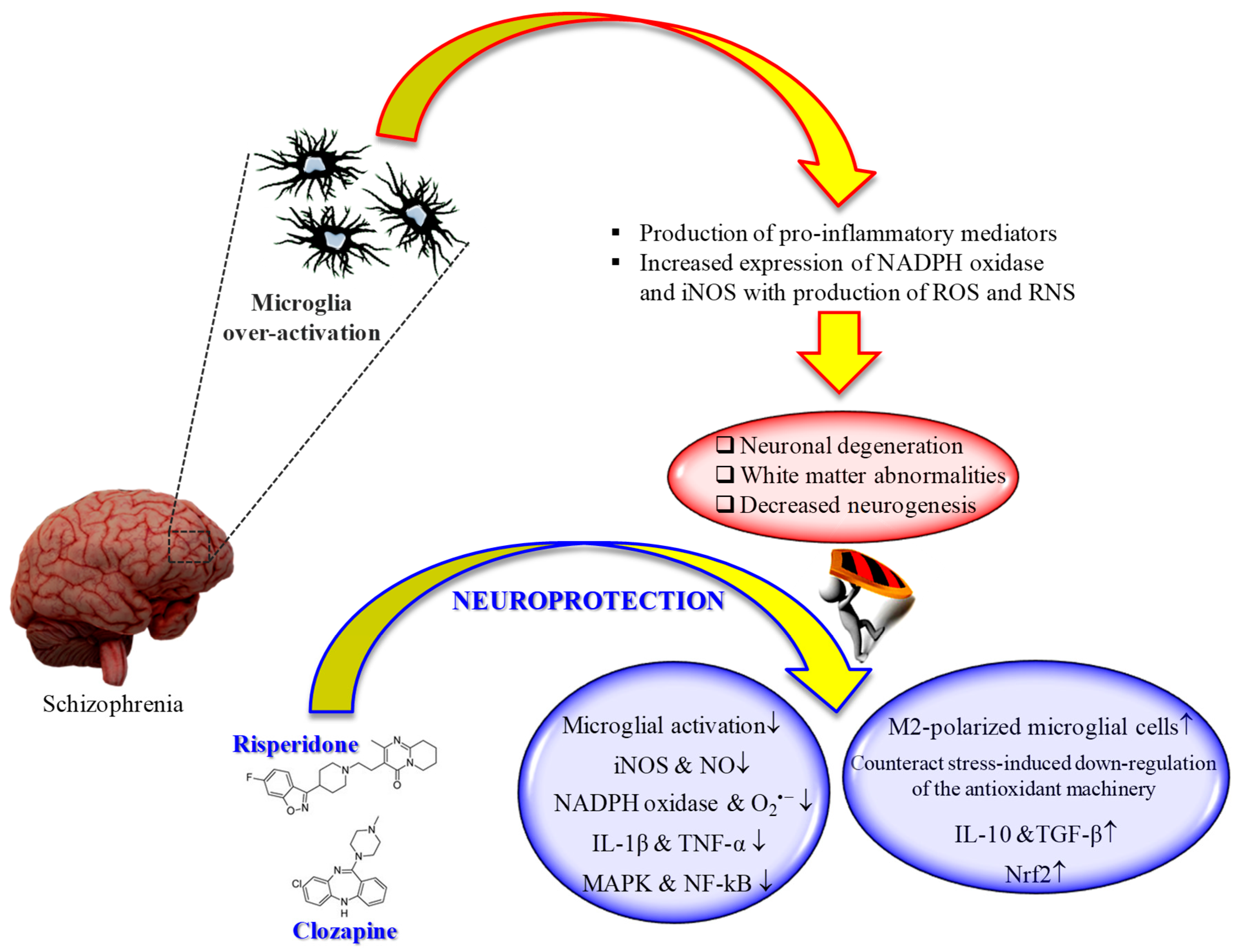 Pharmaceuticals | Free Full-Text | Antioxidant Properties of Second-Generation  Antipsychotics: Focus on Microglia