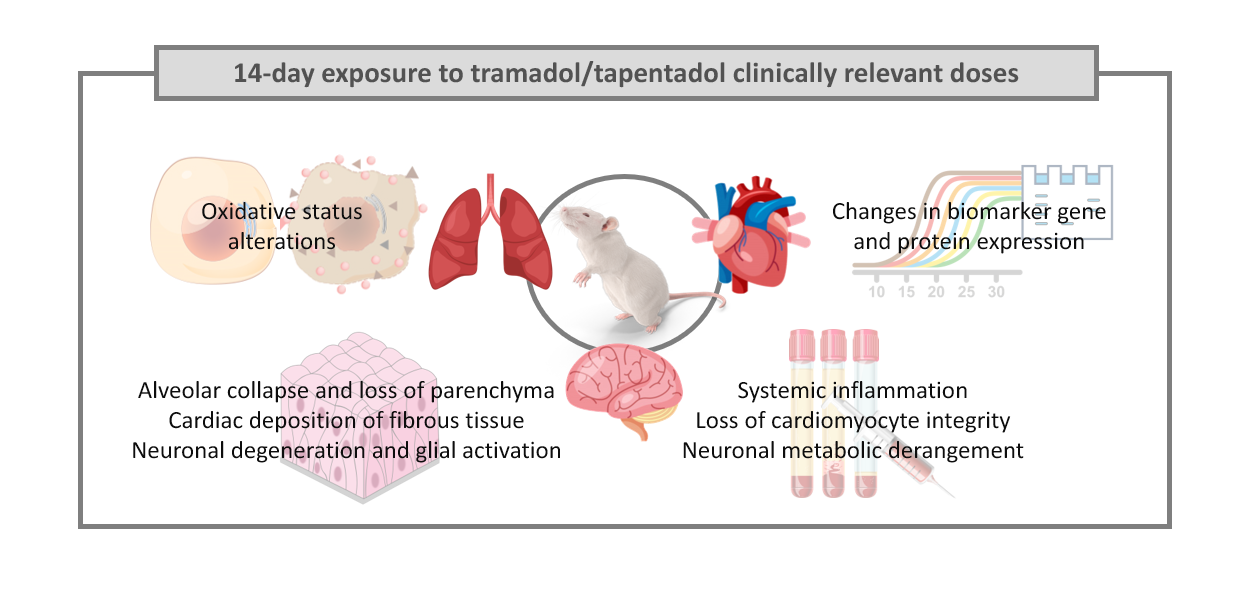 Pharmaceuticals | Free Full-Text | Repeated Administration of Clinically  Relevant Doses of the Prescription Opioids Tramadol and Tapentadol Causes  Lung, Cardiac, and Brain Toxicity in Wistar Rats
