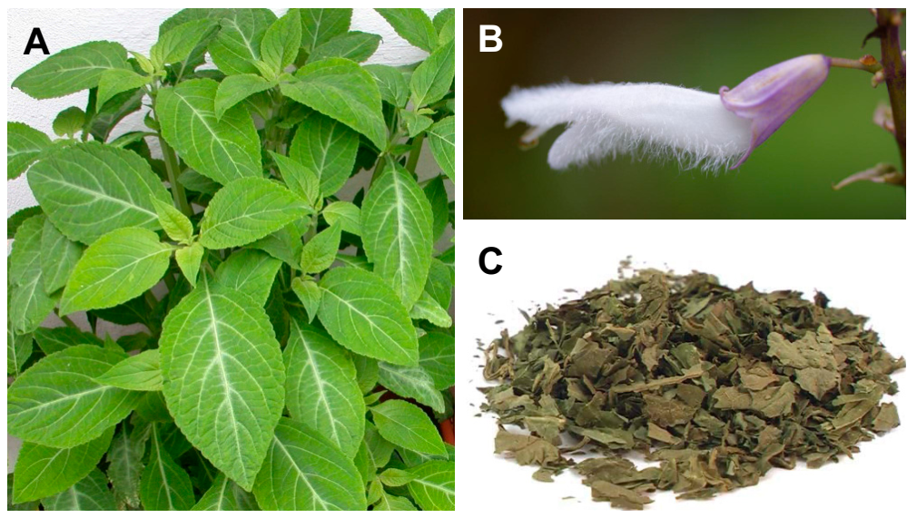 Pharmaceuticals | Free Full-Text | Pharmacokinetics and Pharmacodynamics of  Salvinorin A and Salvia divinorum: Clinical and Forensic Aspects
