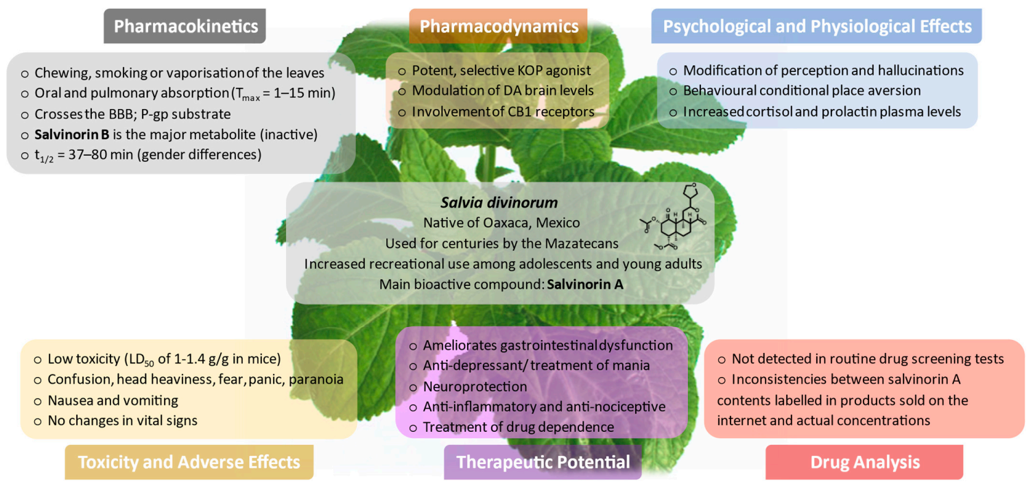 Pharmaceuticals | Free Full-Text | Pharmacokinetics and Pharmacodynamics of  Salvinorin A and Salvia divinorum: Clinical and Forensic Aspects