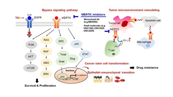 Pharmaceuticals | Free Full-Text | MERTK Inhibition: Potential as a