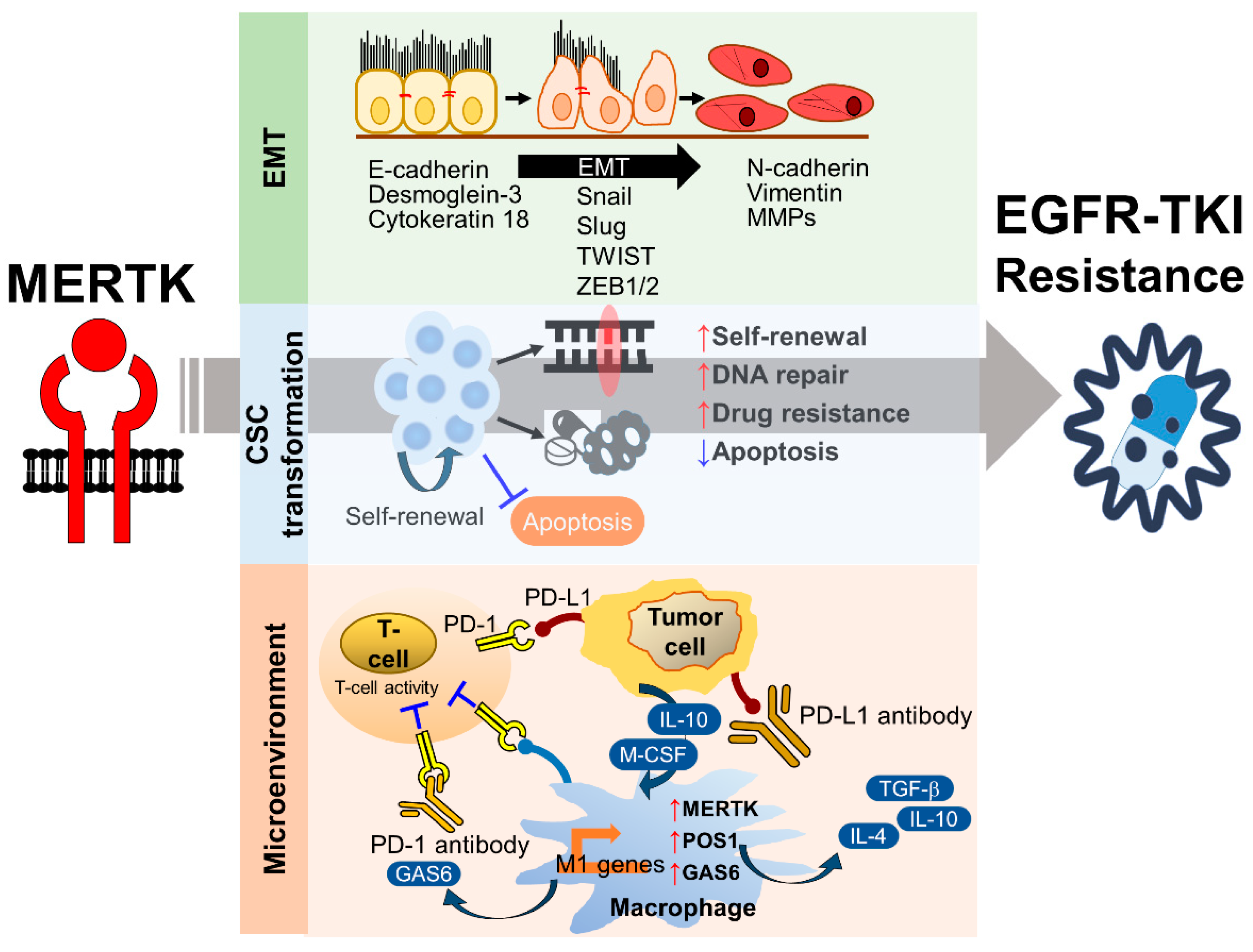 Pharmaceuticals | Free Full-Text | MERTK Inhibition: Potential as a